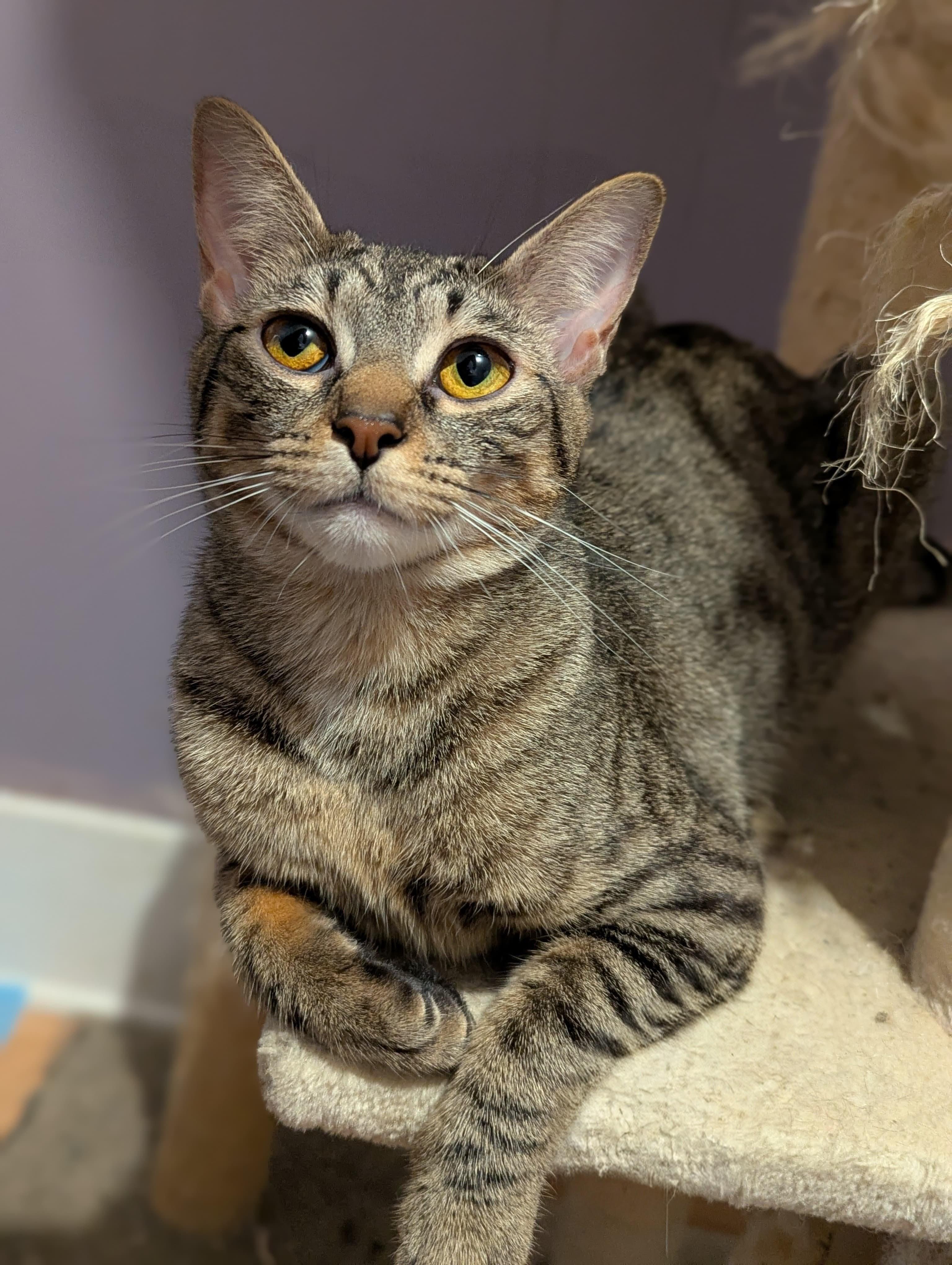 Mary, a ADOPTABLE Domestic Short Hair in Morristown, NJ image 1/4