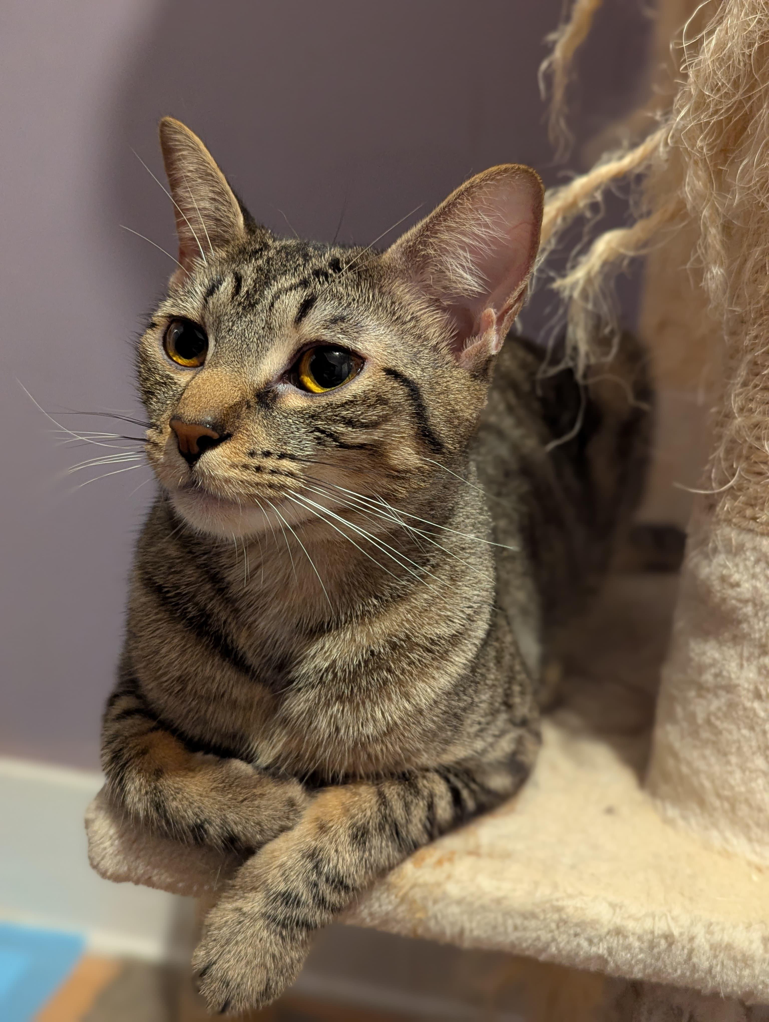 Mary, a ADOPTABLE Domestic Short Hair in Morristown, NJ image 2/4
