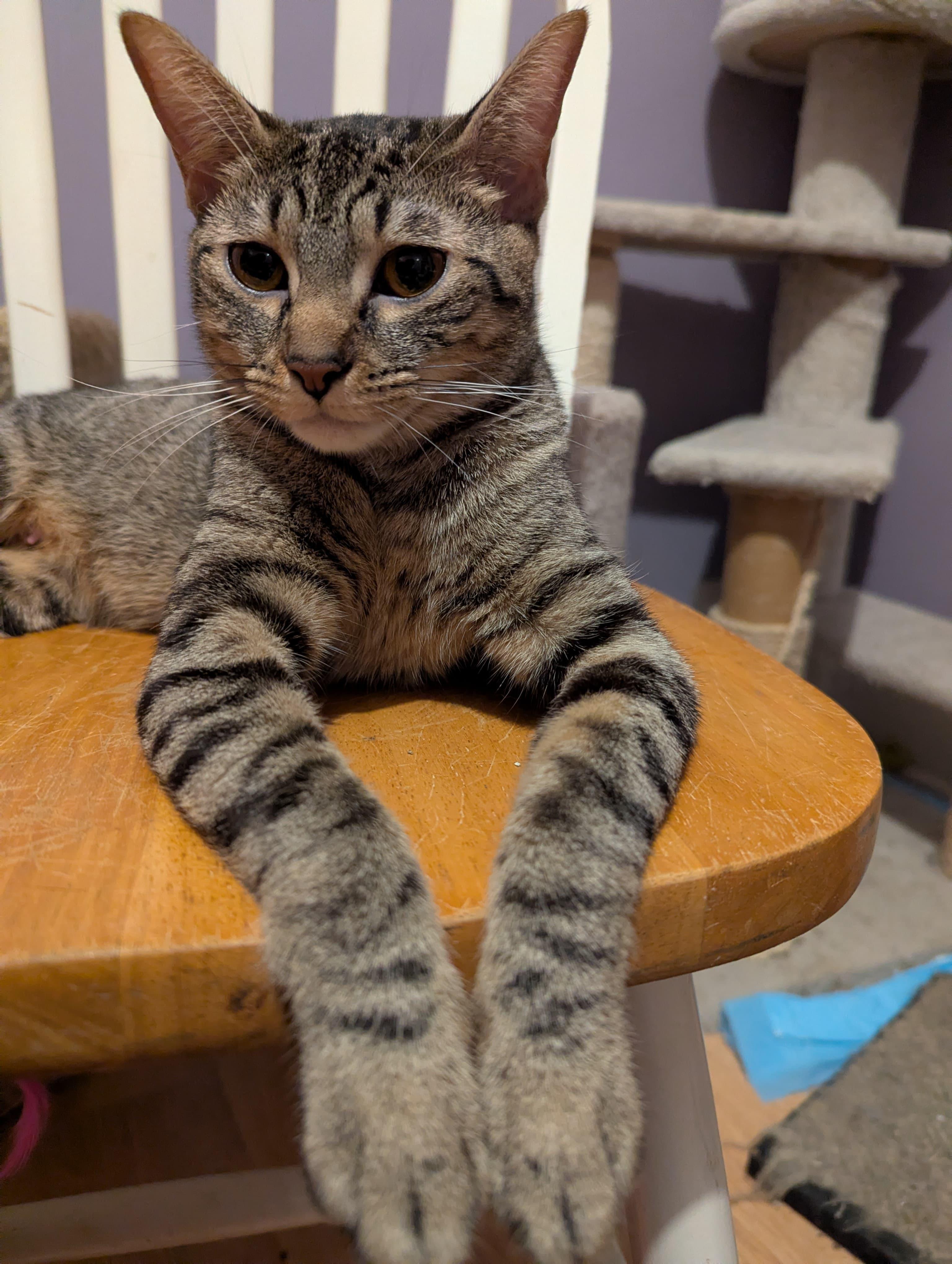 Mary, an adopted Domestic Short Hair in Morristown, NJ image 5/5