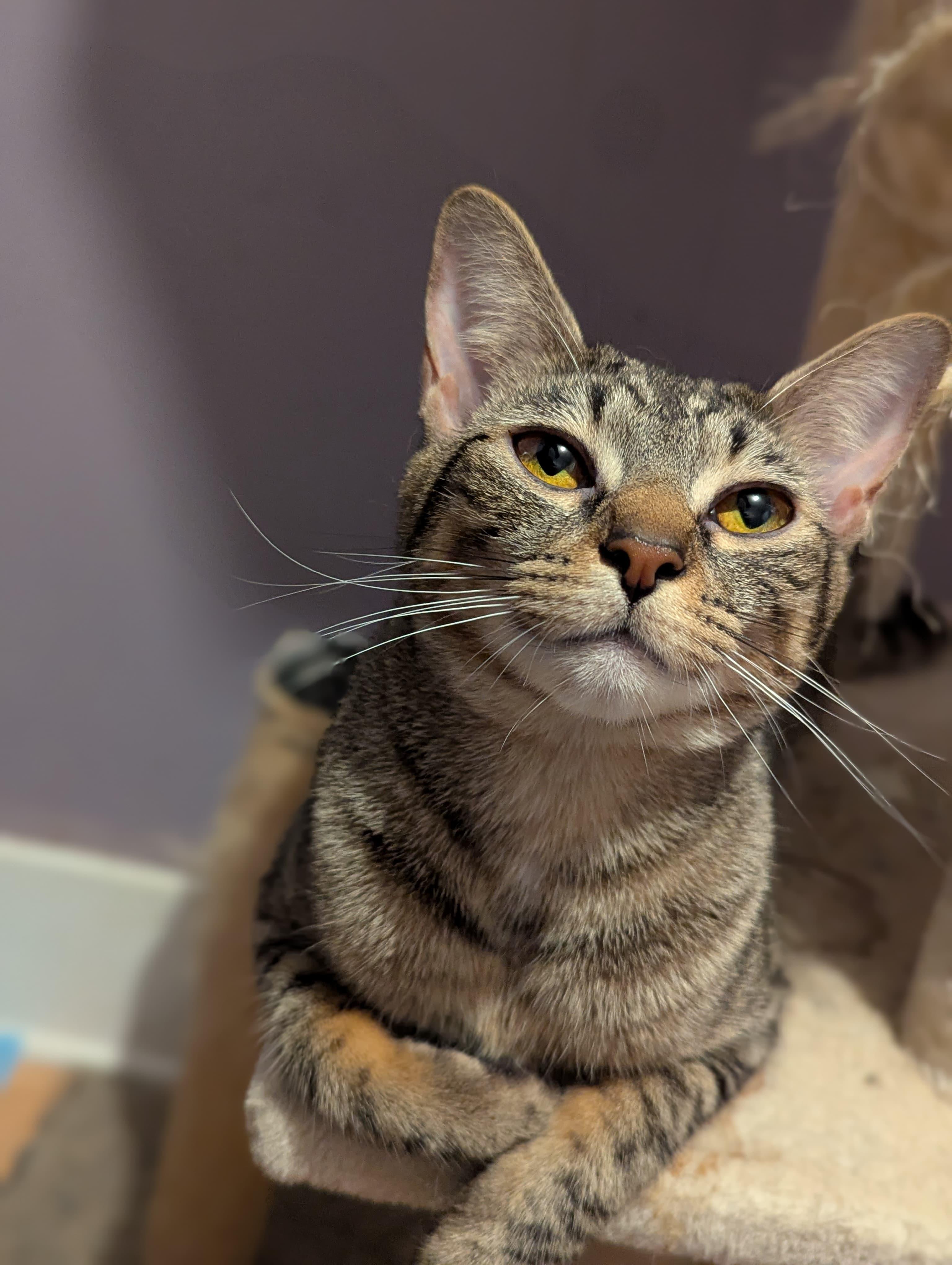 Mary, a ADOPTABLE Domestic Short Hair in Morristown, NJ image 4/4