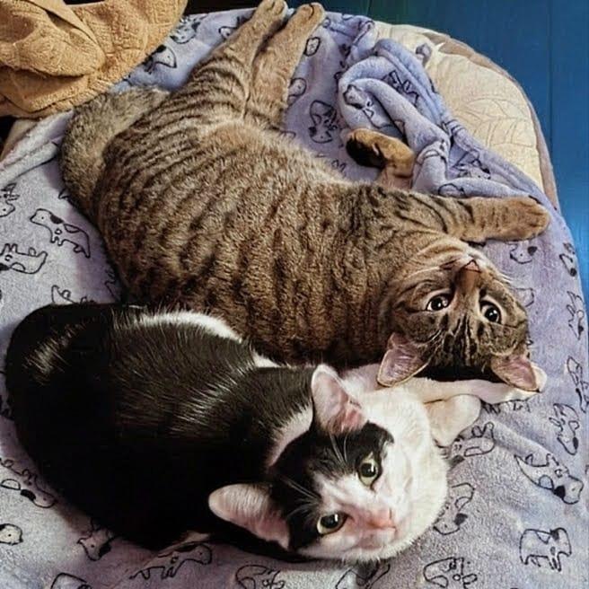 Minnie and Missy (Mother and Daughter), a ADOPTABLE Domestic Short Hair in New York, NY image 2/6