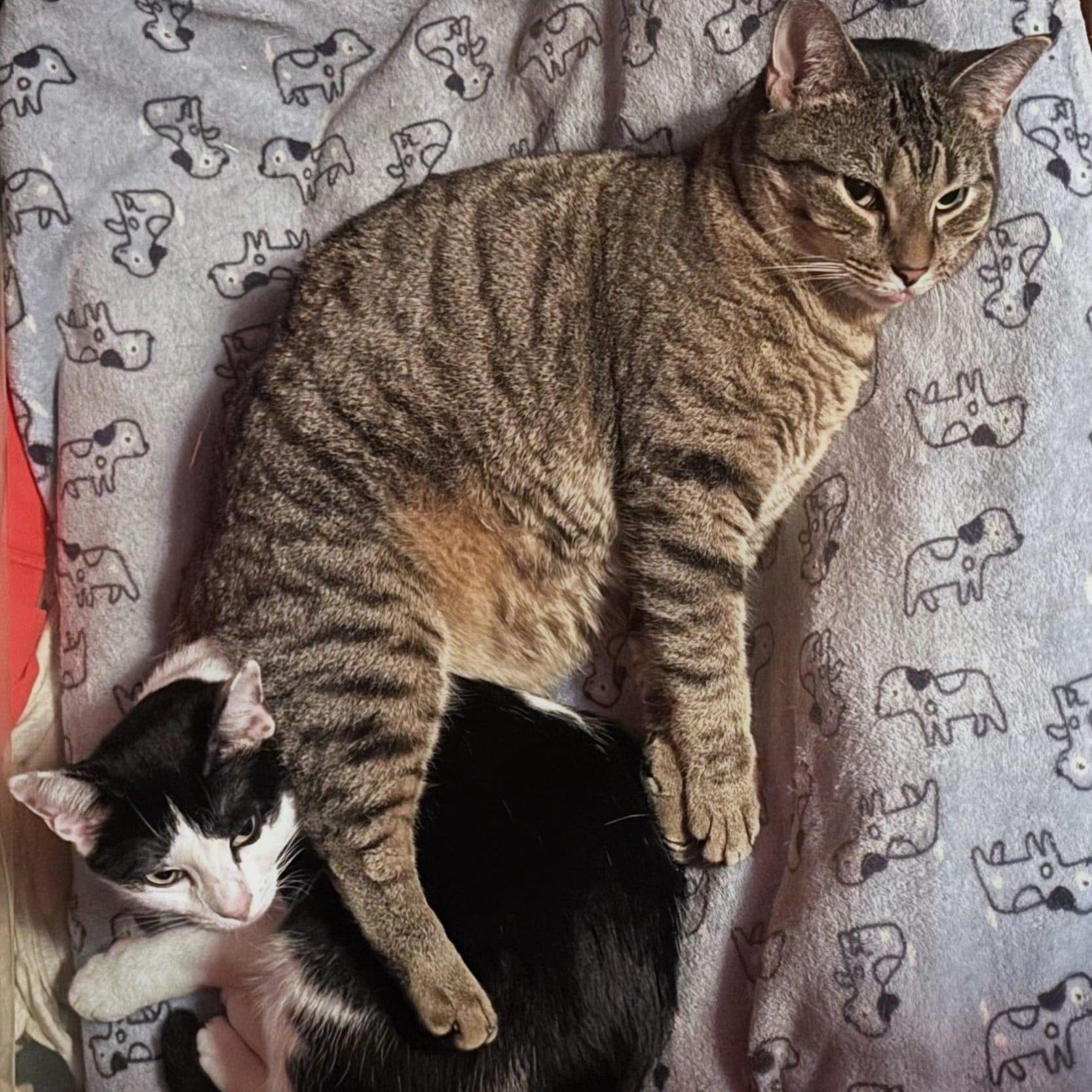 Minnie and Missy (Mother and Daughter), a ADOPTABLE Domestic Short Hair in New York, NY image 4/6