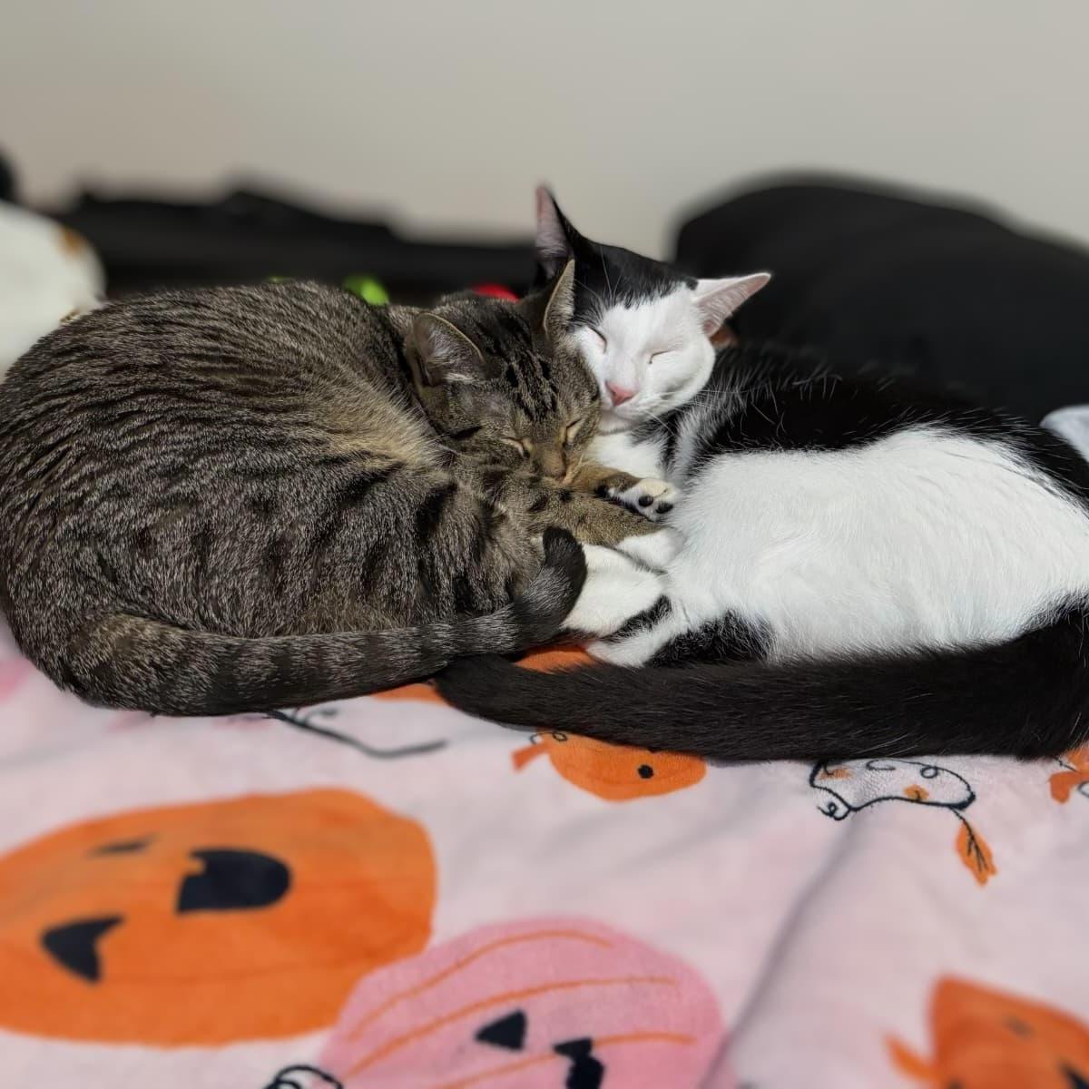 Minnie and Missy (Mother and Daughter), a ADOPTABLE Domestic Short Hair in New York, NY image 3/6
