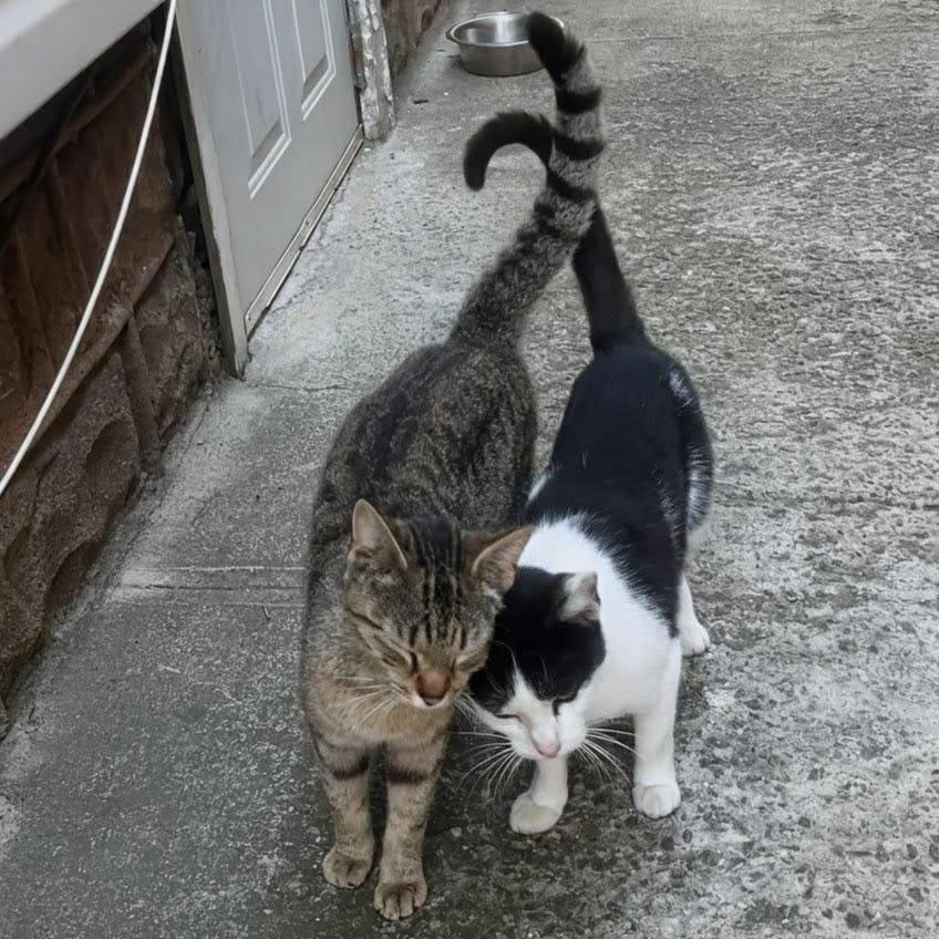 Minnie and Missy (Mother and Daughter), ADOPTABLE, Adult Female Domestic Short Hair.