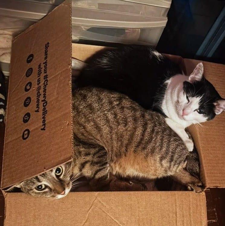 Minnie and Missy (Mother and Daughter), a ADOPTABLE Domestic Short Hair in New York, NY image 5/6