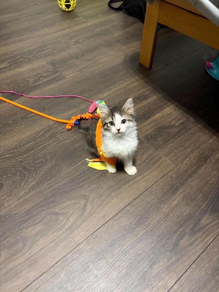 Poppy, Adoptable, Kitten Female Domestic Medium Hair & Maine Coon.