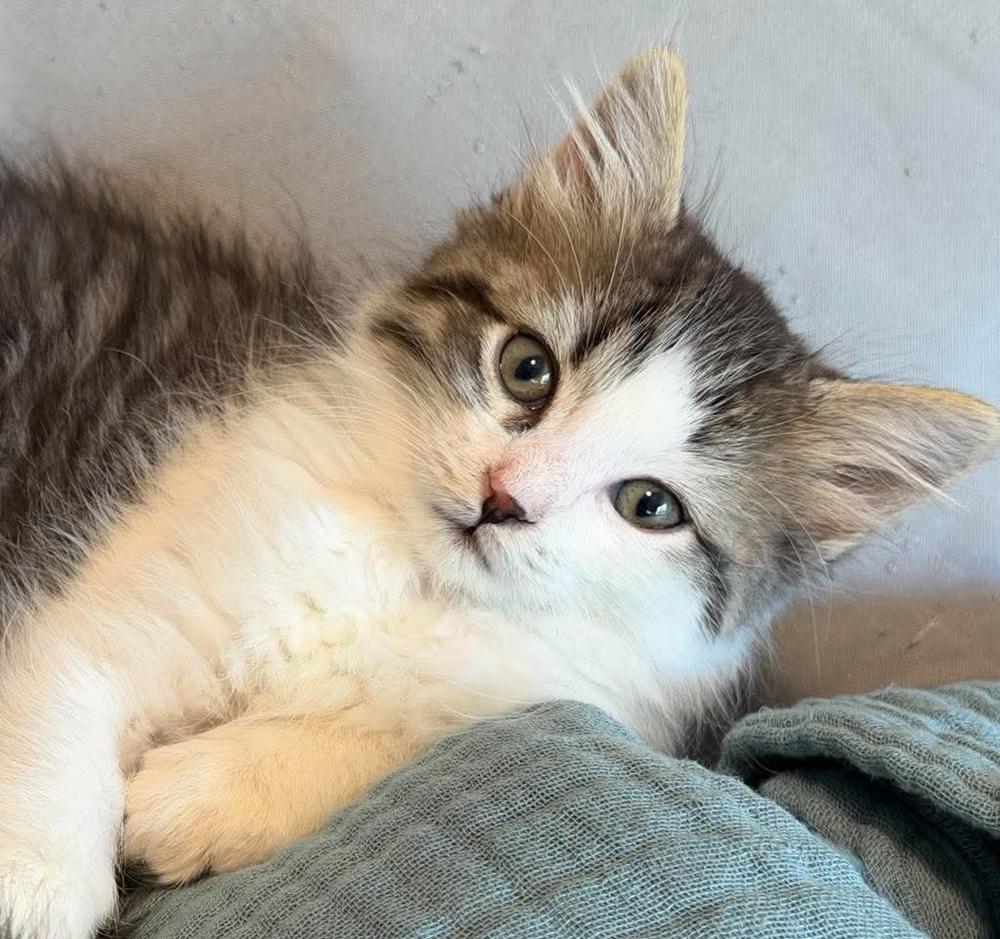 Enlarge Poppy, a Adoptable mixed breed in Chicago, IL image 6/6