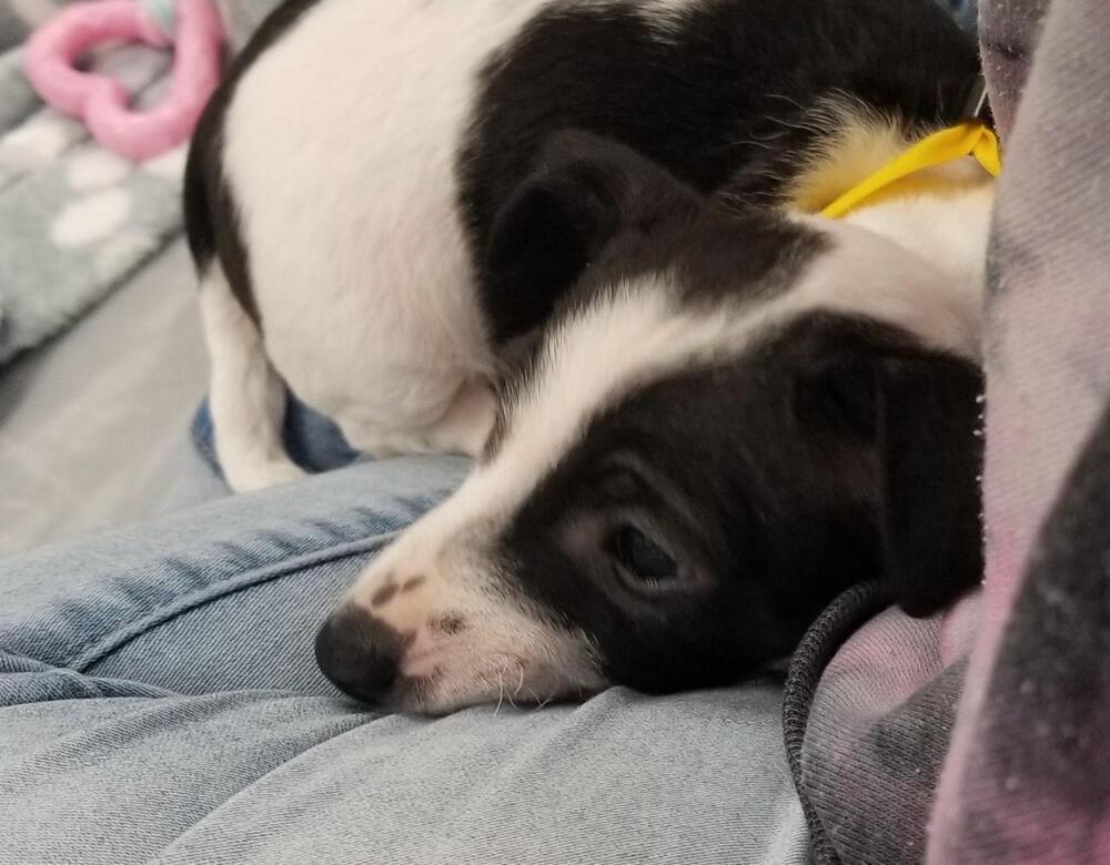 Byron, Adoptable, Puppy Male Chihuahua.