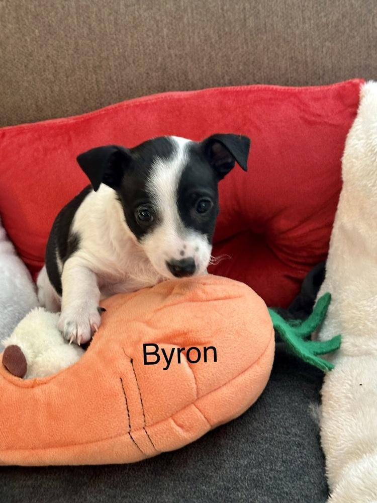 Byron, Adoptable, Puppy Male Chihuahua.