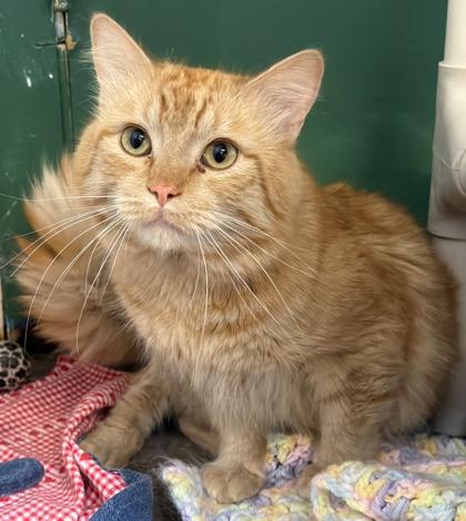 Vinnie, adopted, Adult Male Domestic Medium Hair.