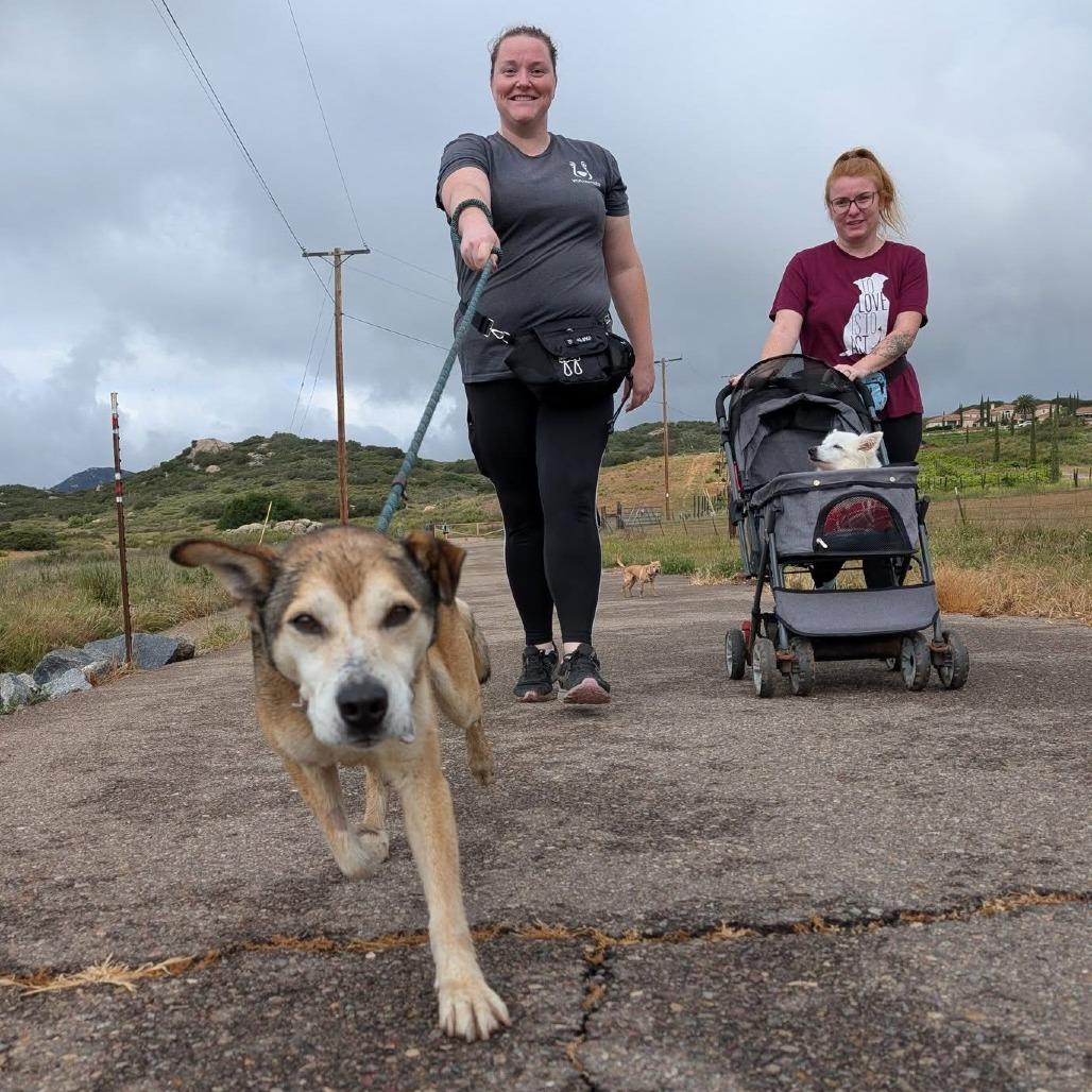 Enlarge Rocky Comics, a Adoptable Husky in Ramona, CA image 2/6