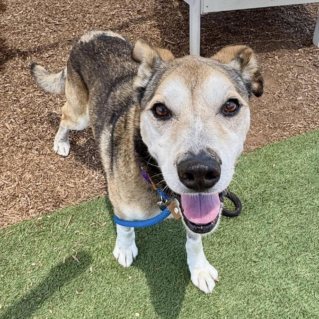 Enlarge Rocky Comics, a Adoptable Husky in Ramona, CA image 3/6