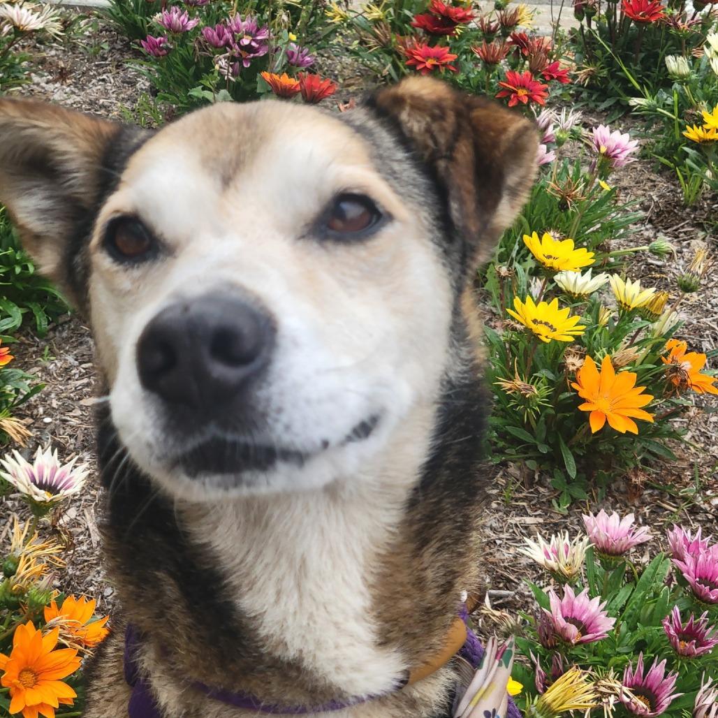 Enlarge Rocky Comics, a Adoptable Husky in Ramona, CA image 6/6