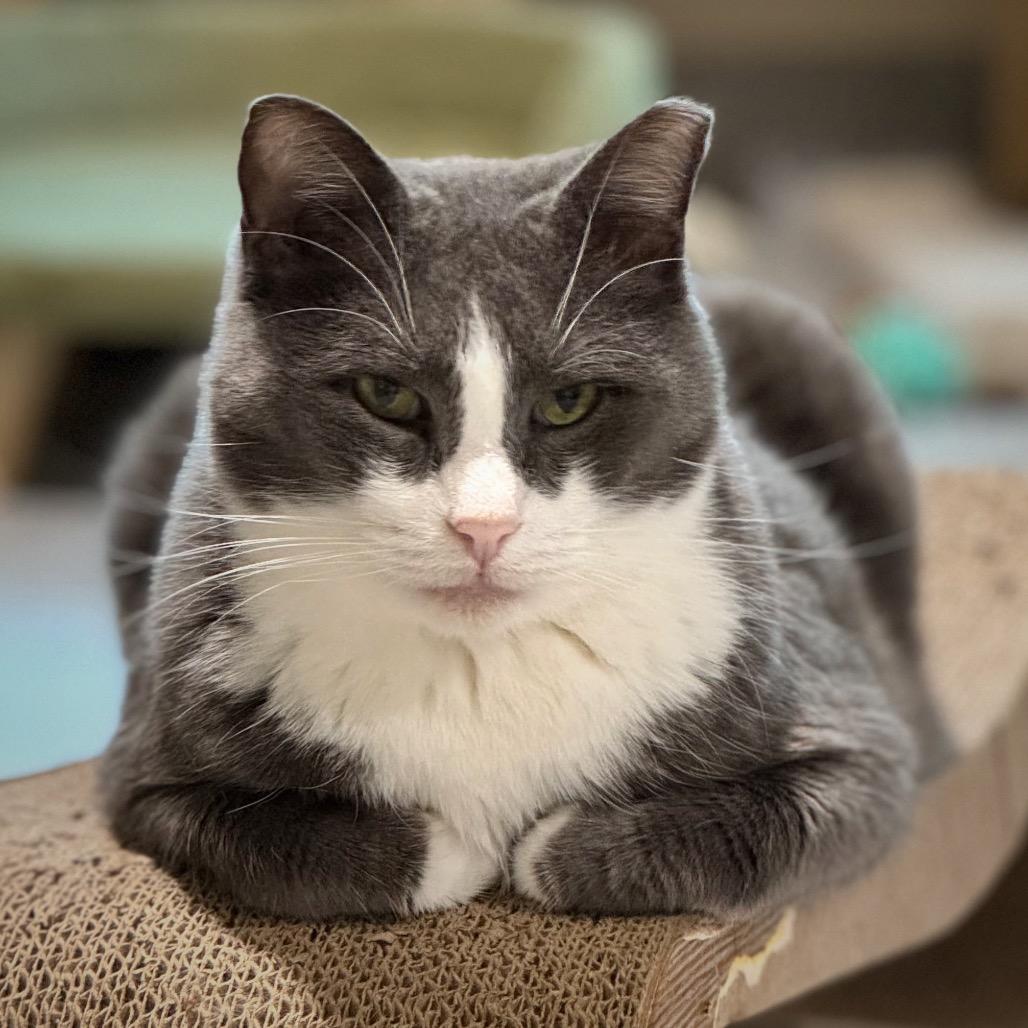 Clyde — thumbnail 2