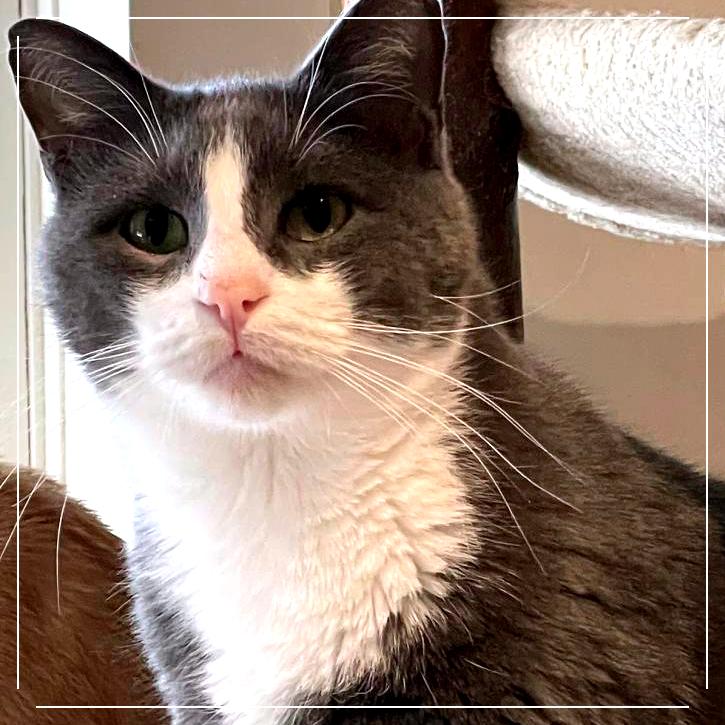 Clyde — thumbnail 3