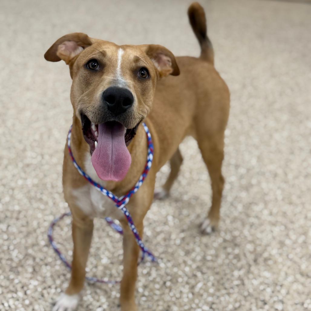 Enlarge Danver, a Adoptable mixed breed in Bullhead City, AZ image 1/1