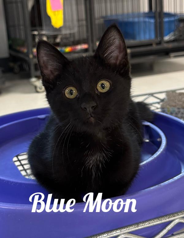 Blue Moon