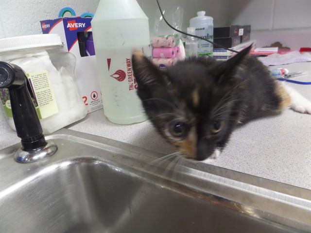 SWEET PEA, Adoptable, Kitten Female Domestic Short Hair.