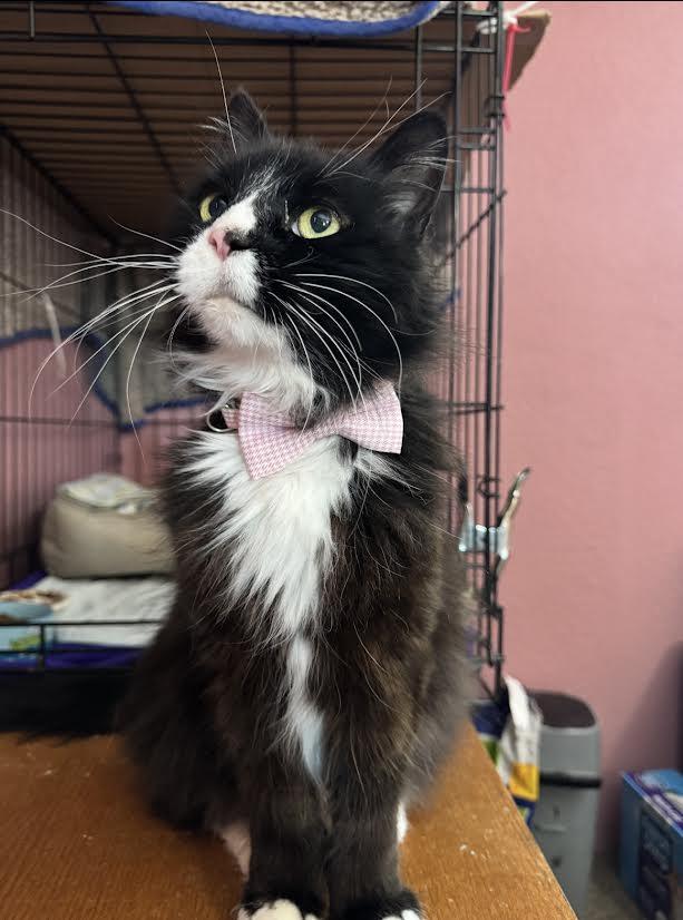 Priscilla, an adopted Domestic Long Hair in Buffalo, NY image 3/6
