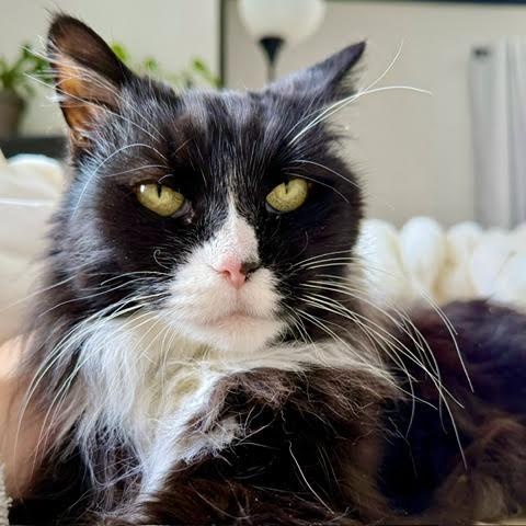 Priscilla, adopted, Senior Female Domestic Long Hair.