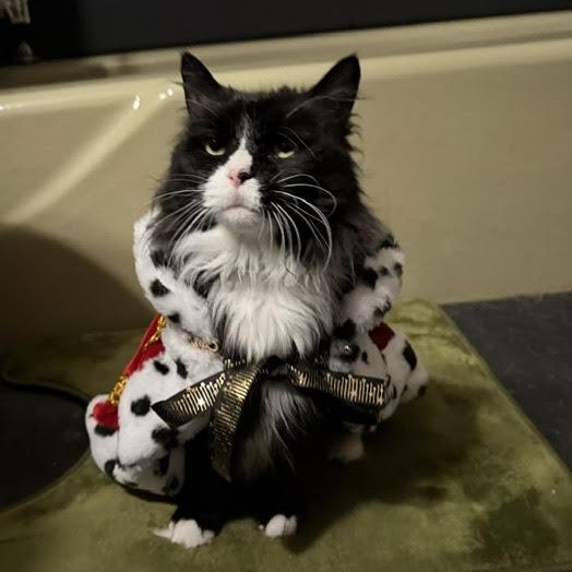 Priscilla, an adopted Domestic Long Hair in Buffalo, NY image 6/6