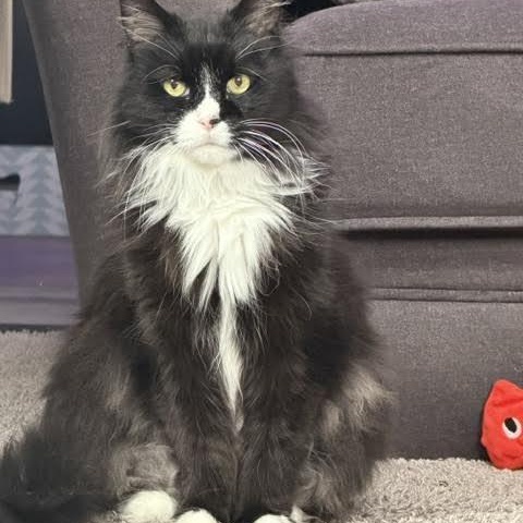 Priscilla, an adopted Domestic Long Hair in Buffalo, NY image 5/6