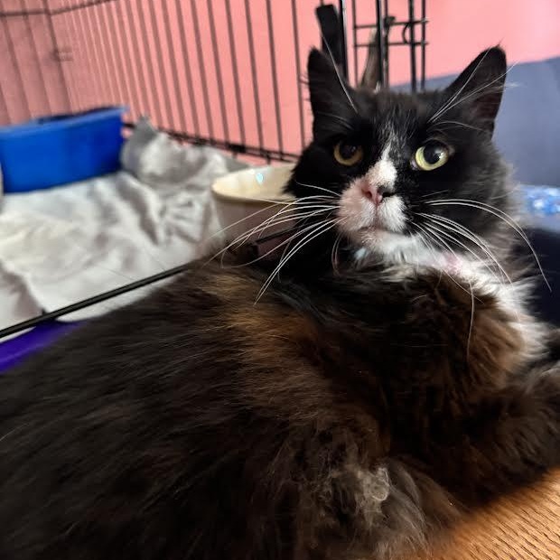 Priscilla, an adopted Domestic Long Hair in Buffalo, NY image 4/6