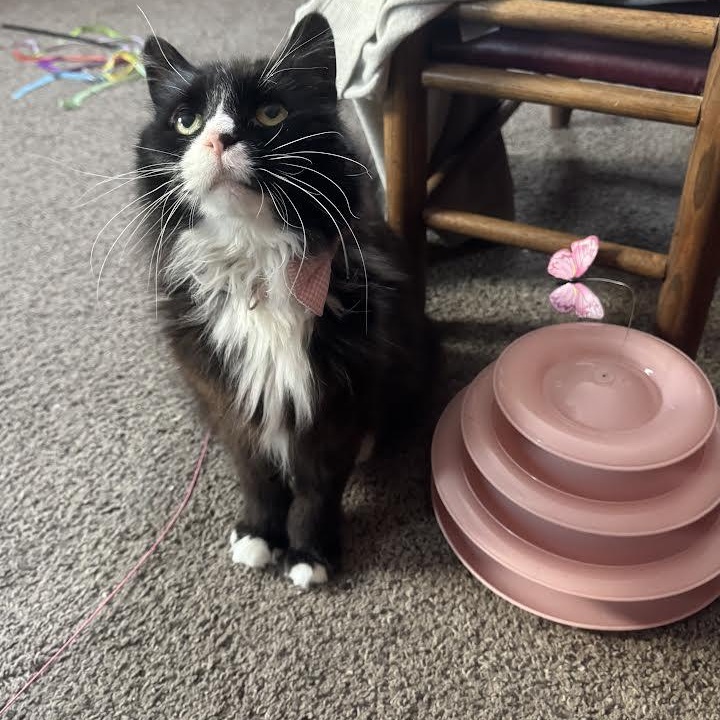 Priscilla, an adopted Domestic Long Hair in Buffalo, NY image 2/6