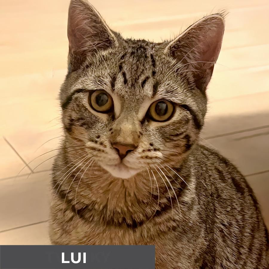 Lui, ADOPTABLE, Young Male Domestic Short Hair.