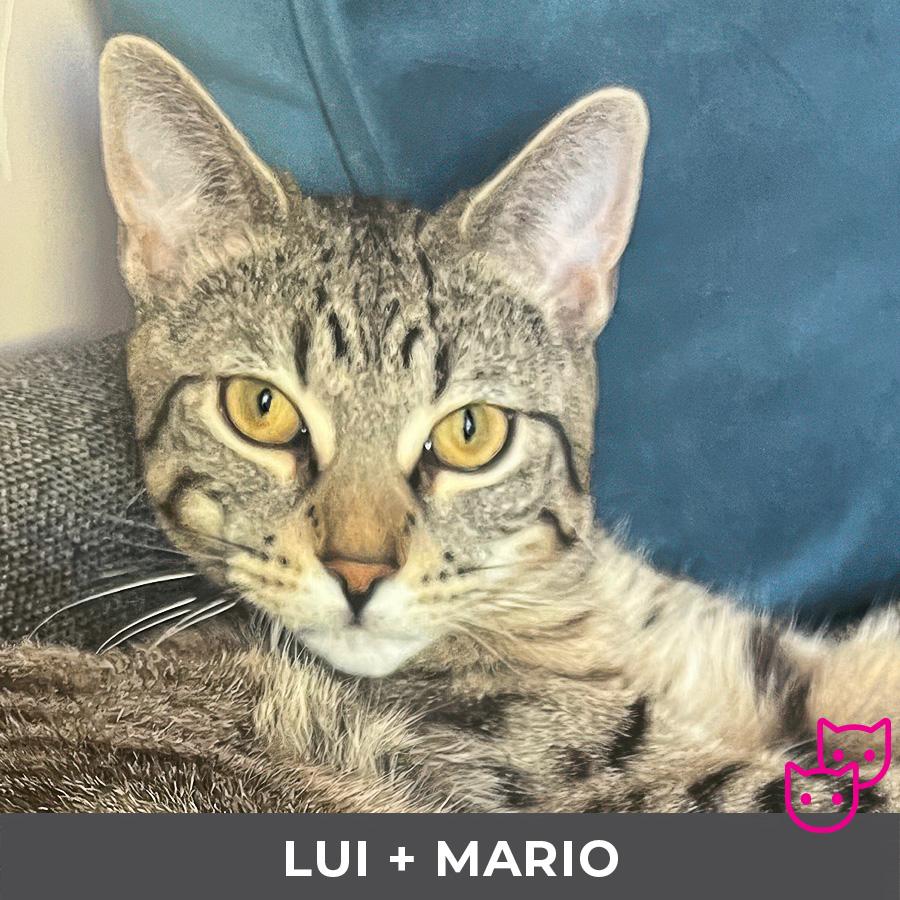 Enlarge Lui (bonded with Mario), a ADOPTABLE Domestic Short Hair in Etobicoke, ON image 1/6