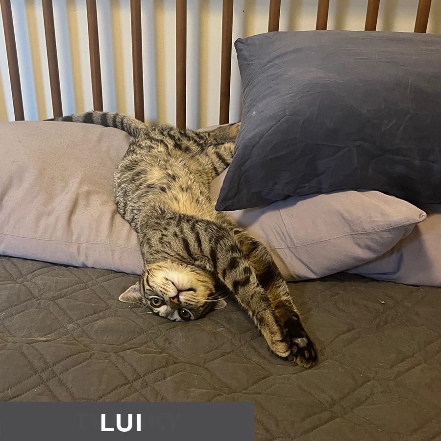 Enlarge Lui, a ADOPTABLE Domestic Short Hair in Etobicoke, ON image 4/5