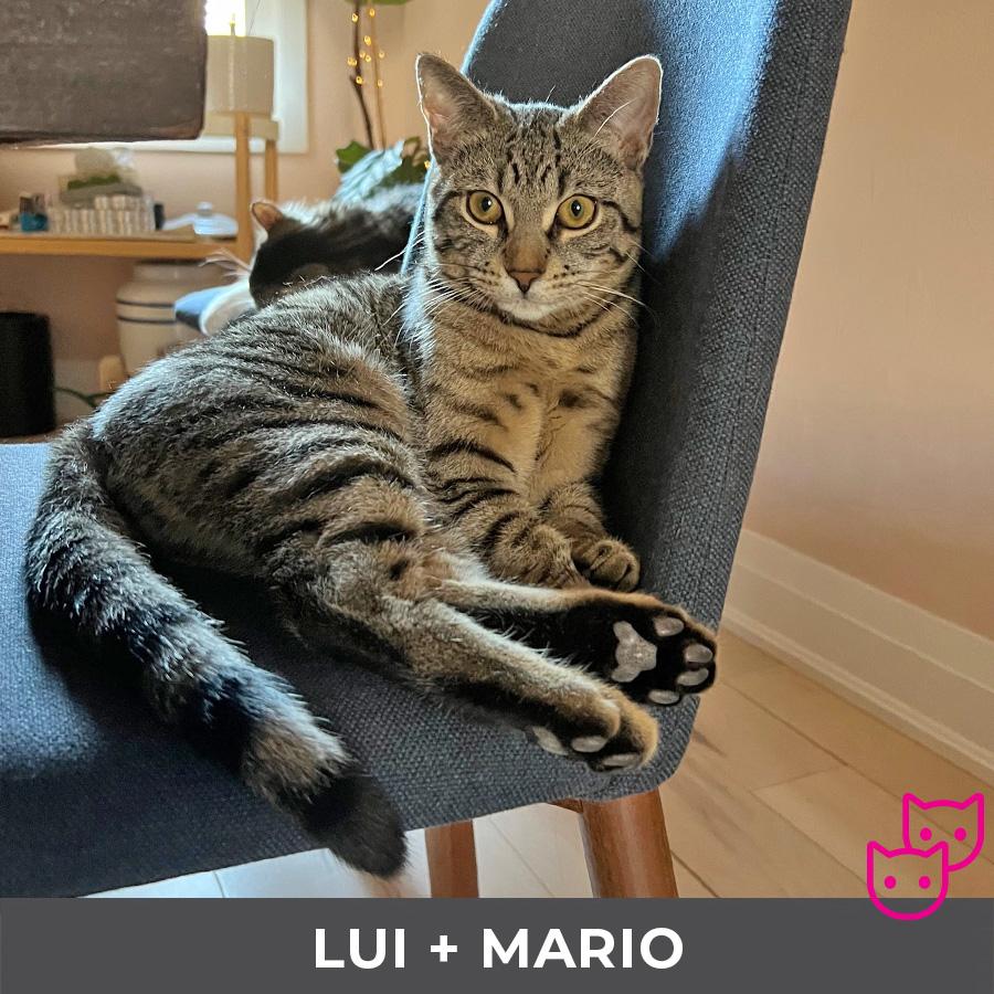Enlarge Lui (bonded with Mario), a ADOPTABLE Domestic Short Hair in Etobicoke, ON image 2/6