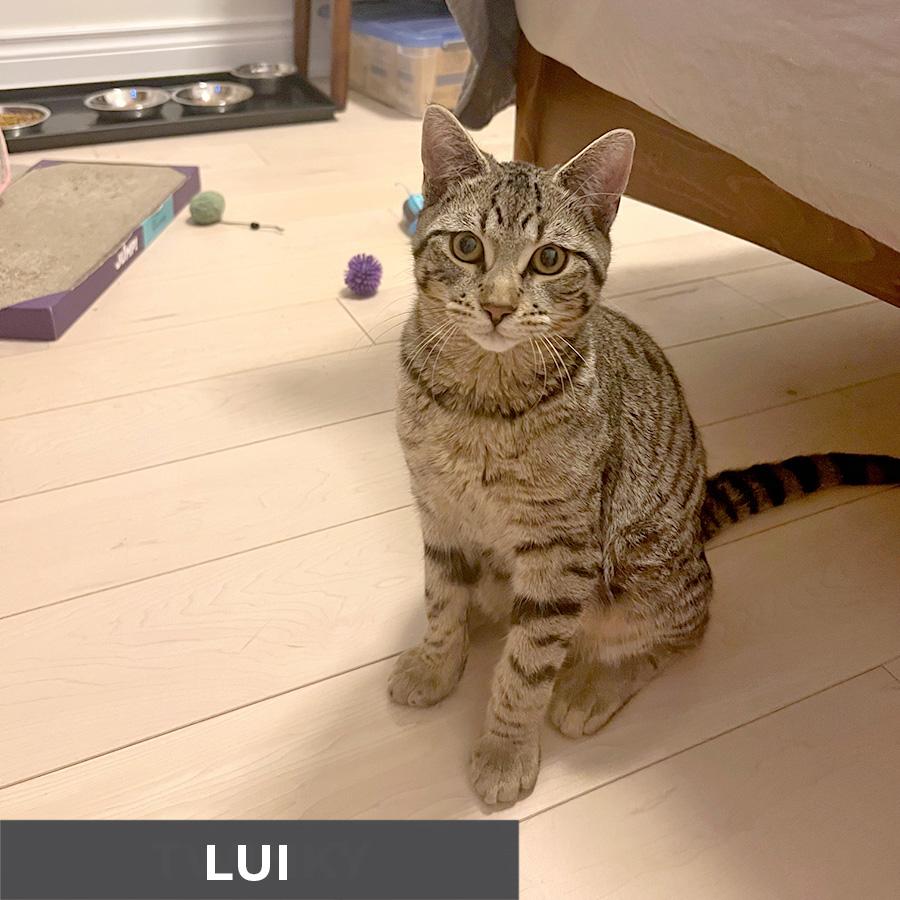 Enlarge Lui, a ADOPTABLE Domestic Short Hair in Etobicoke, ON image 3/5