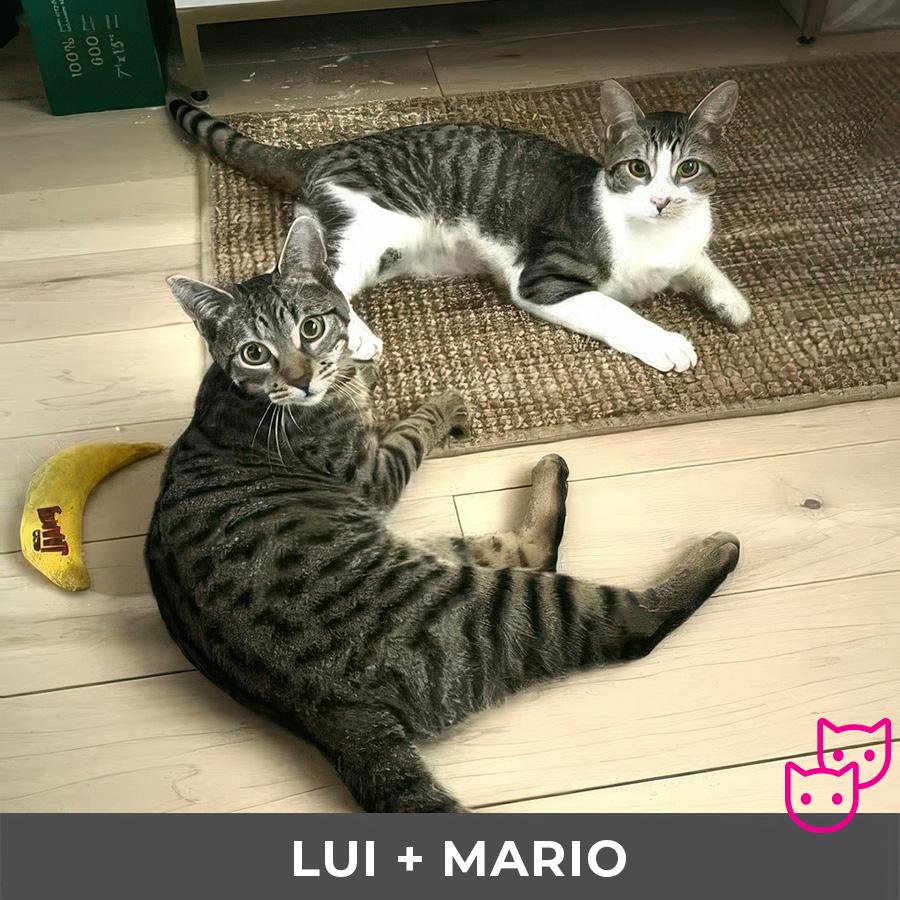 Enlarge Lui (bonded with Mario), a ADOPTABLE Domestic Short Hair in Etobicoke, ON image 5/6