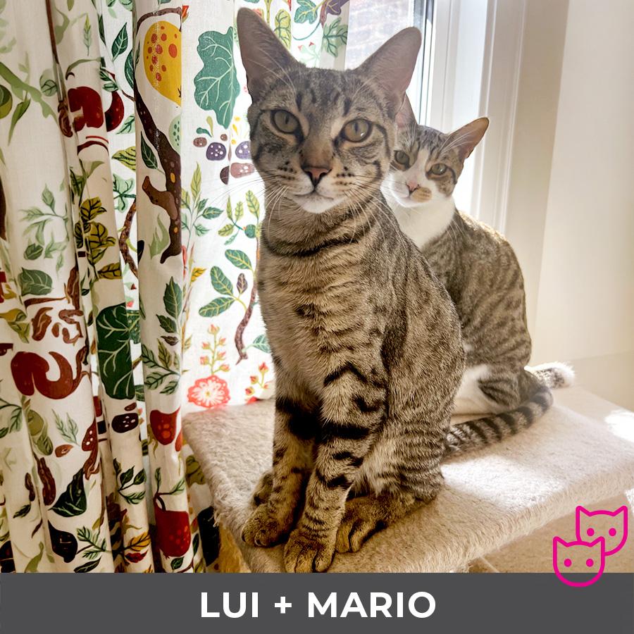Enlarge Lui (bonded with Mario), a ADOPTABLE Domestic Short Hair in Etobicoke, ON image 4/6