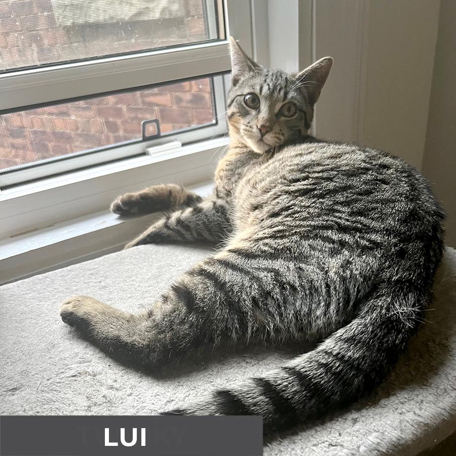 Enlarge Lui, a ADOPTABLE Domestic Short Hair in Etobicoke, ON image 2/5