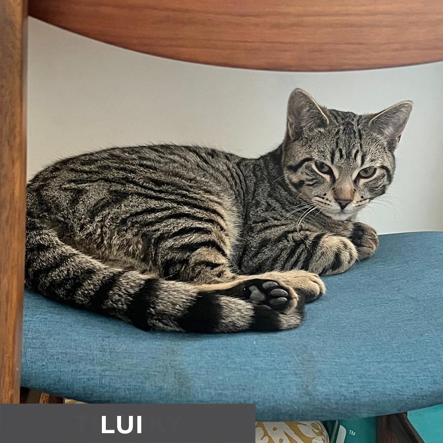 Enlarge Lui, a ADOPTABLE Domestic Short Hair in Etobicoke, ON image 5/5