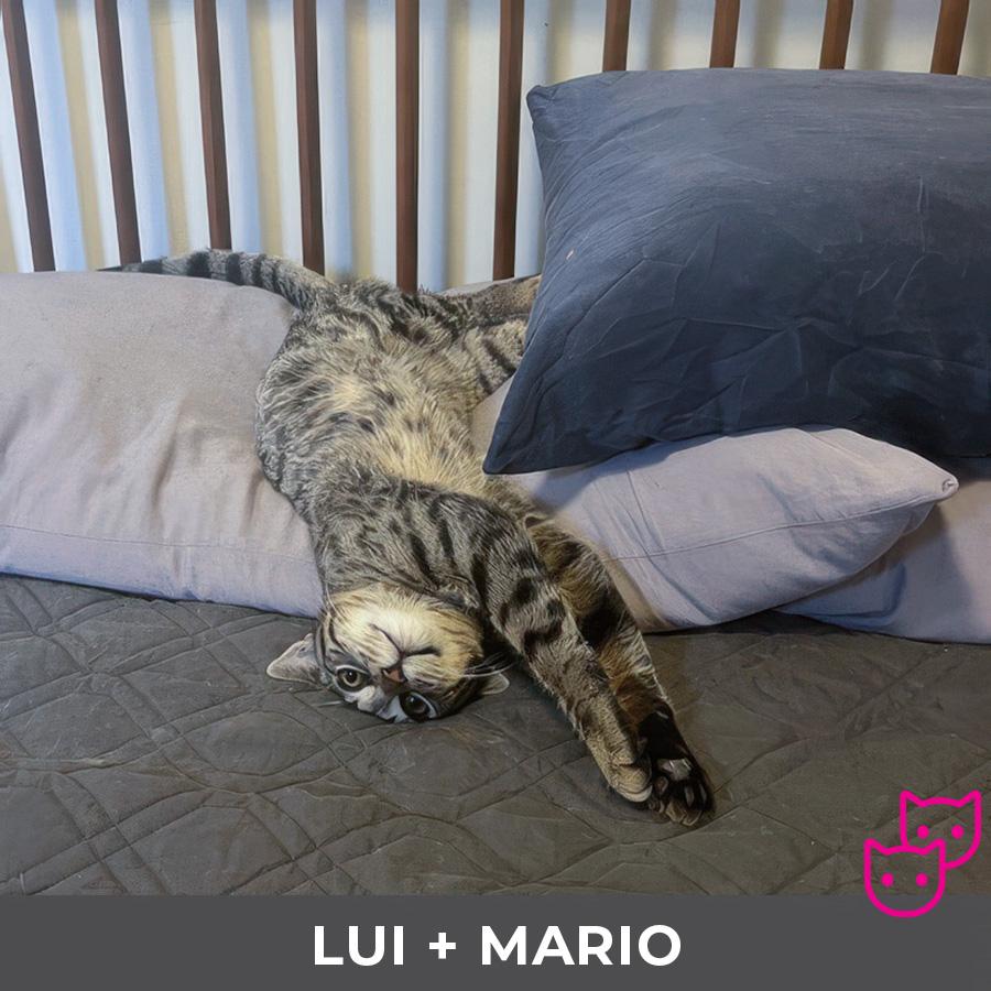 Enlarge Lui (bonded with Mario), a ADOPTABLE Domestic Short Hair in Etobicoke, ON image 3/6
