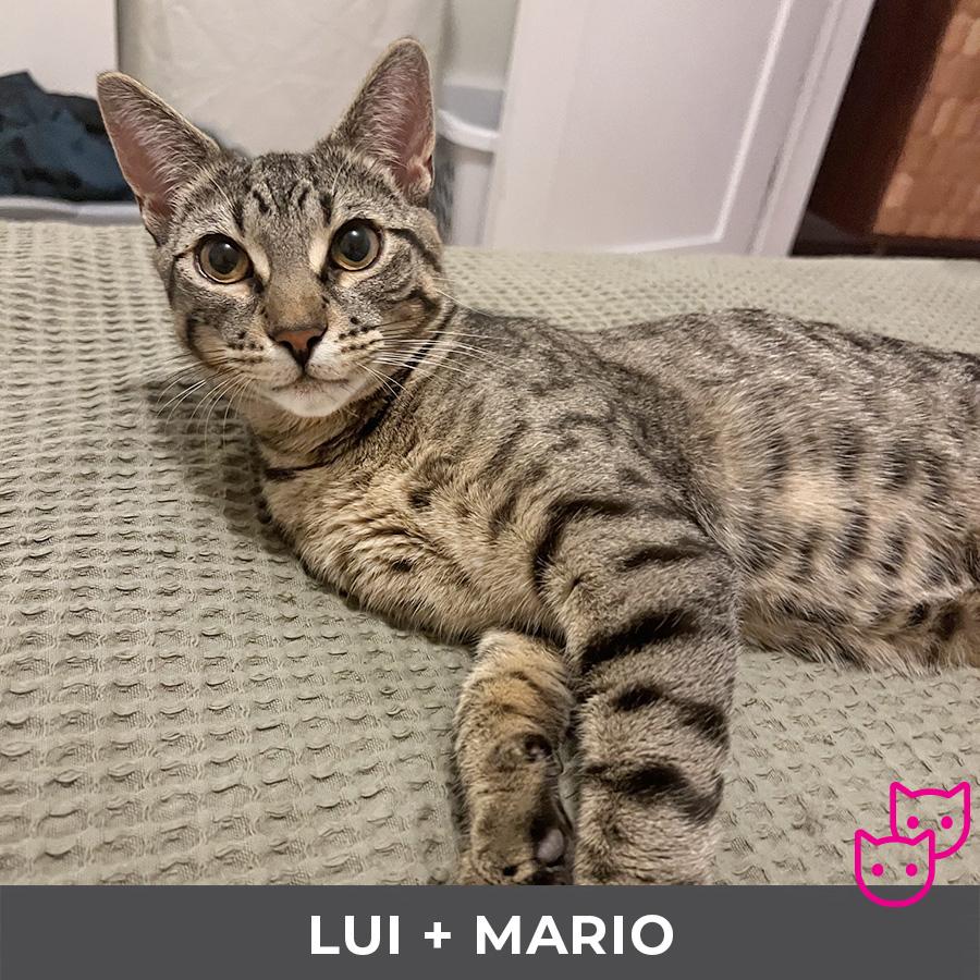 Lui (bonded with Mario), ADOPTABLE, Young Male Domestic Short Hair.
