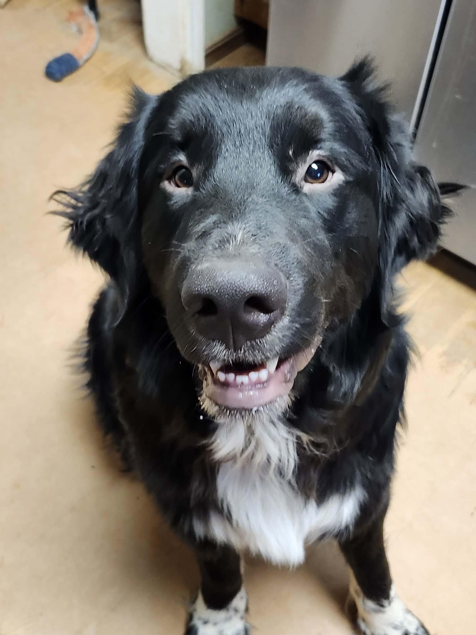 Odysseus , ADOPTABLE, Young Male Great Pyrenees & Golden Retriever.