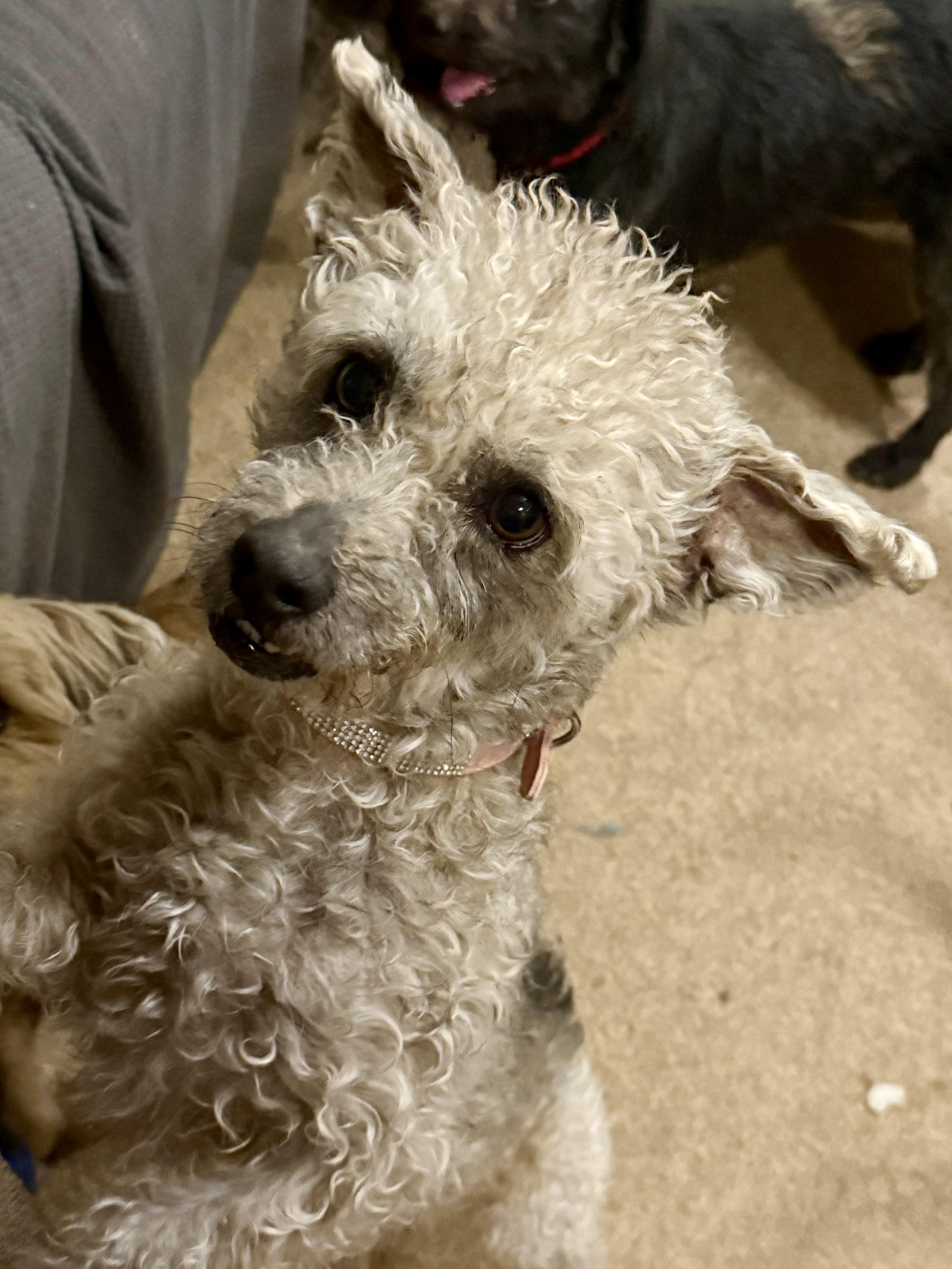 Max, Adoptable, Adult Male Miniature Poodle.