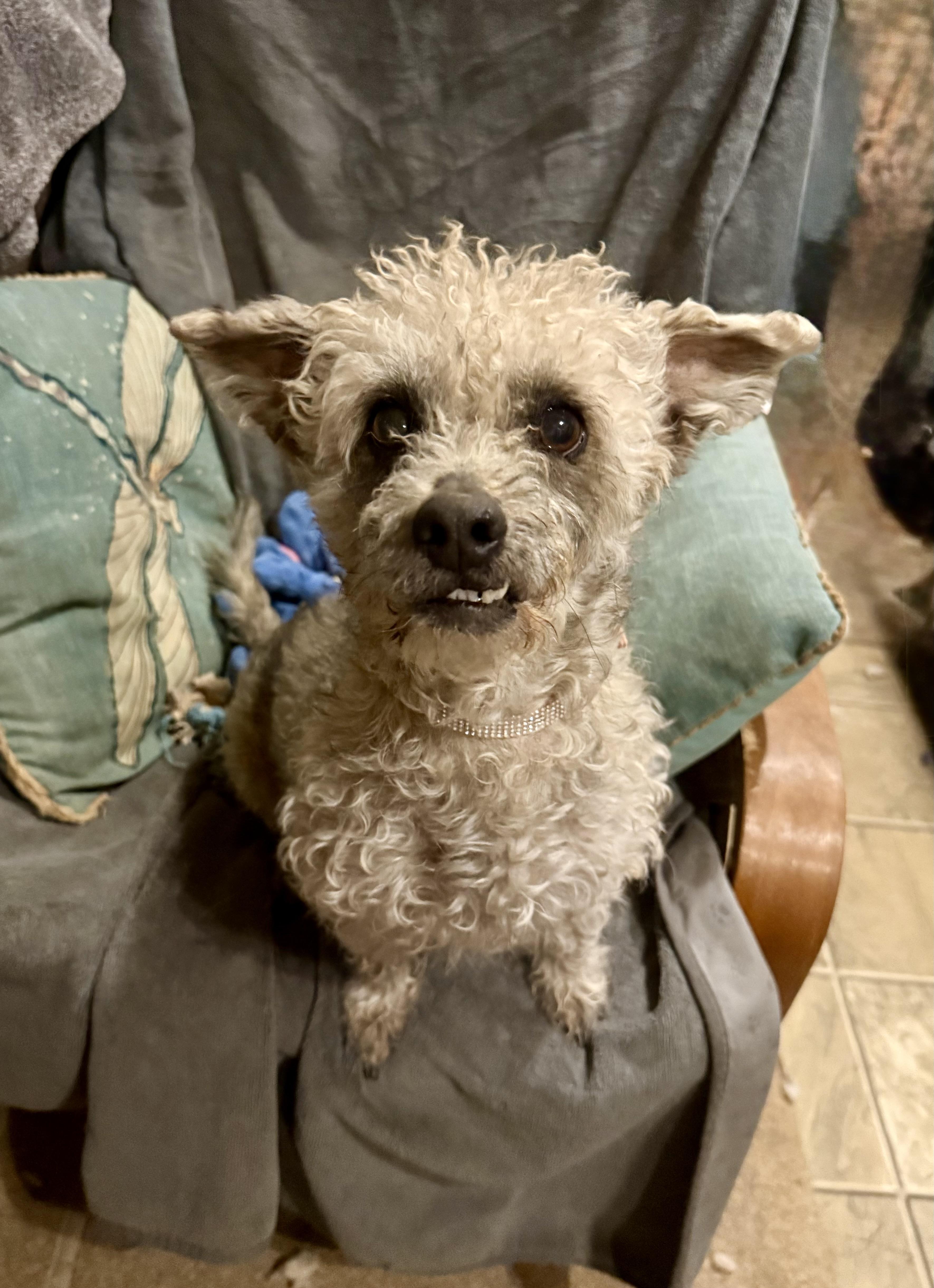 Enlarge Max, a Adoptable mixed breed in Tucson, AZ image 2/6