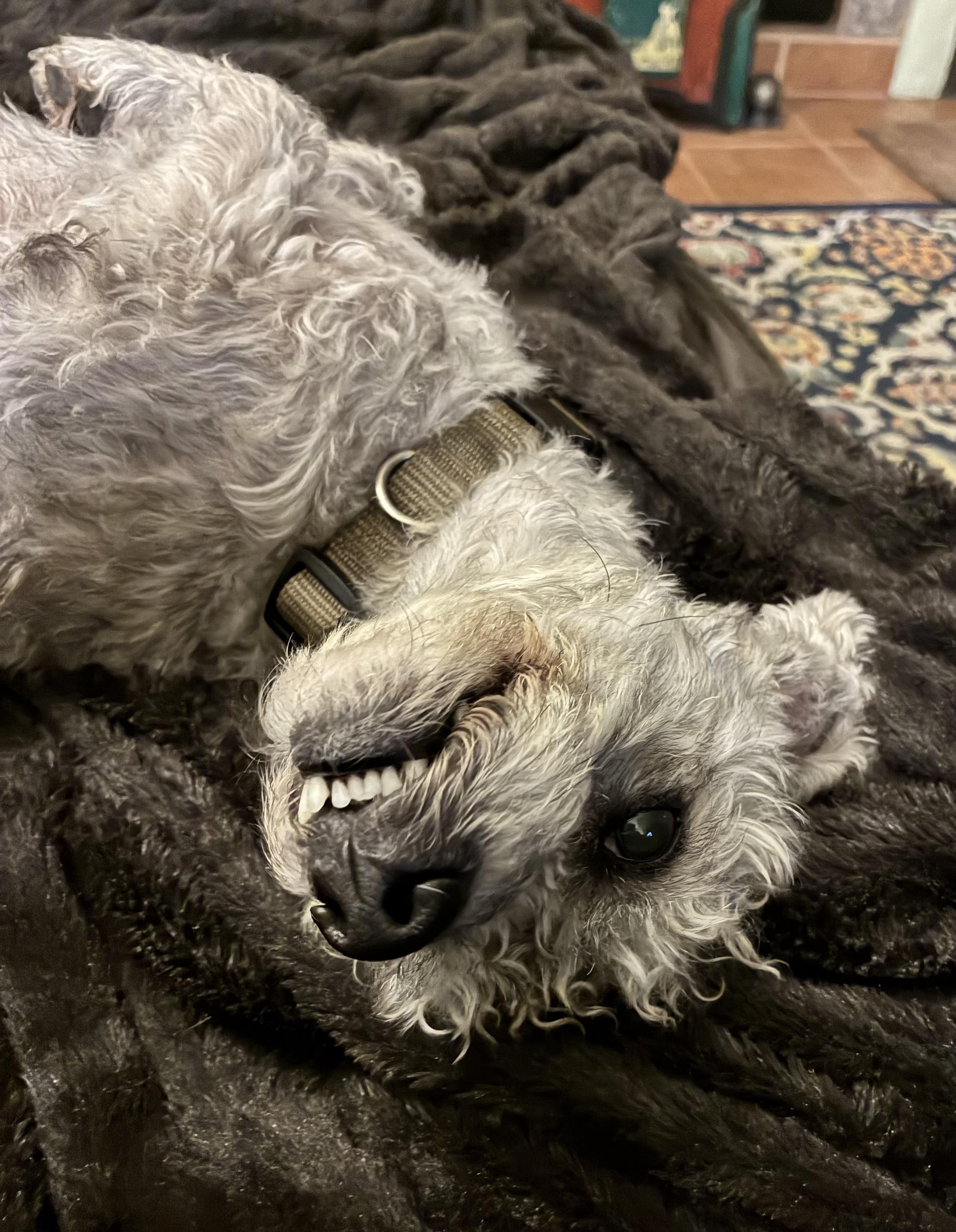 Enlarge Max, a Adoptable mixed breed in Tucson, AZ image 3/6