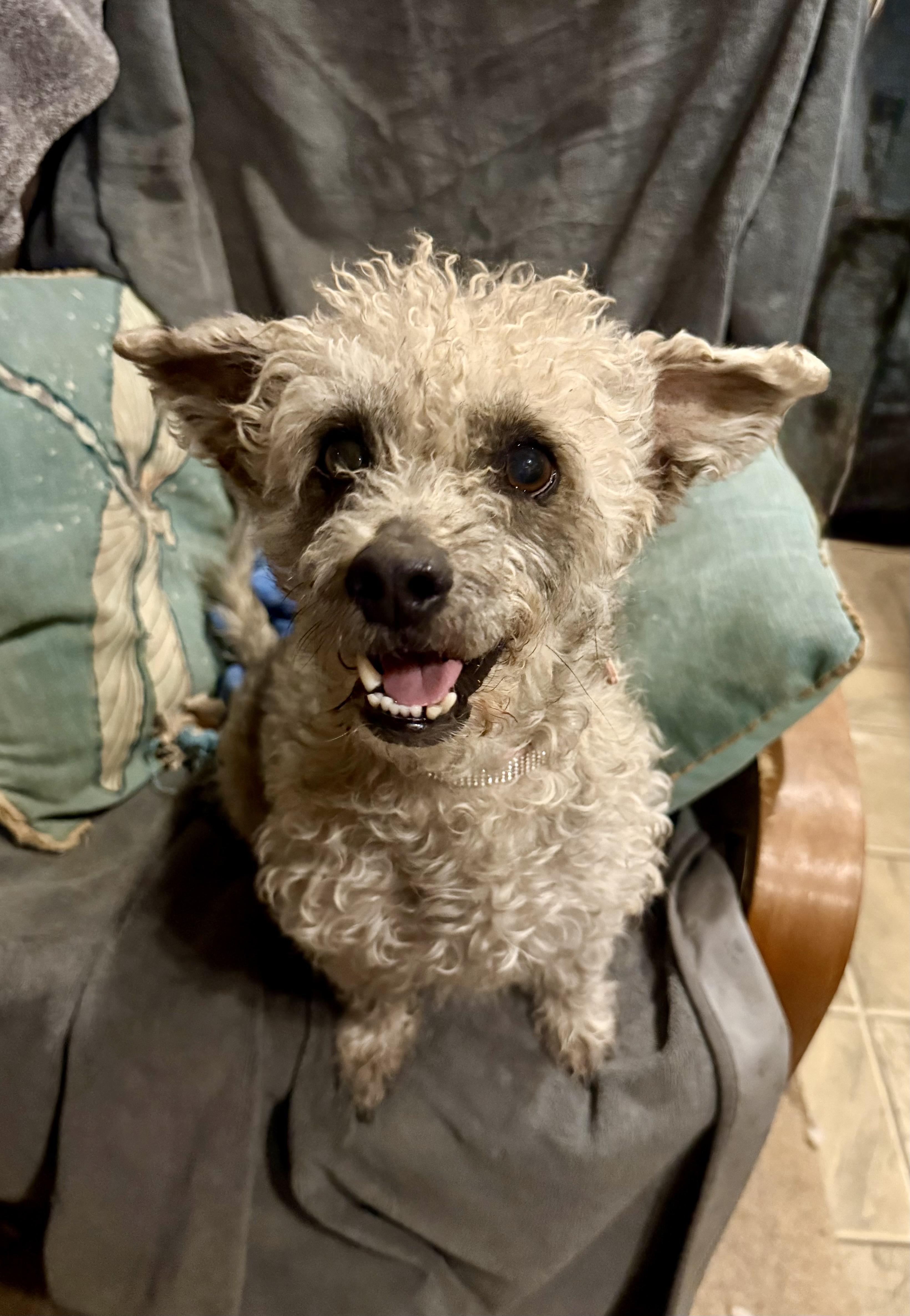 Enlarge Max, a Adoptable mixed breed in Tucson, AZ image 4/6