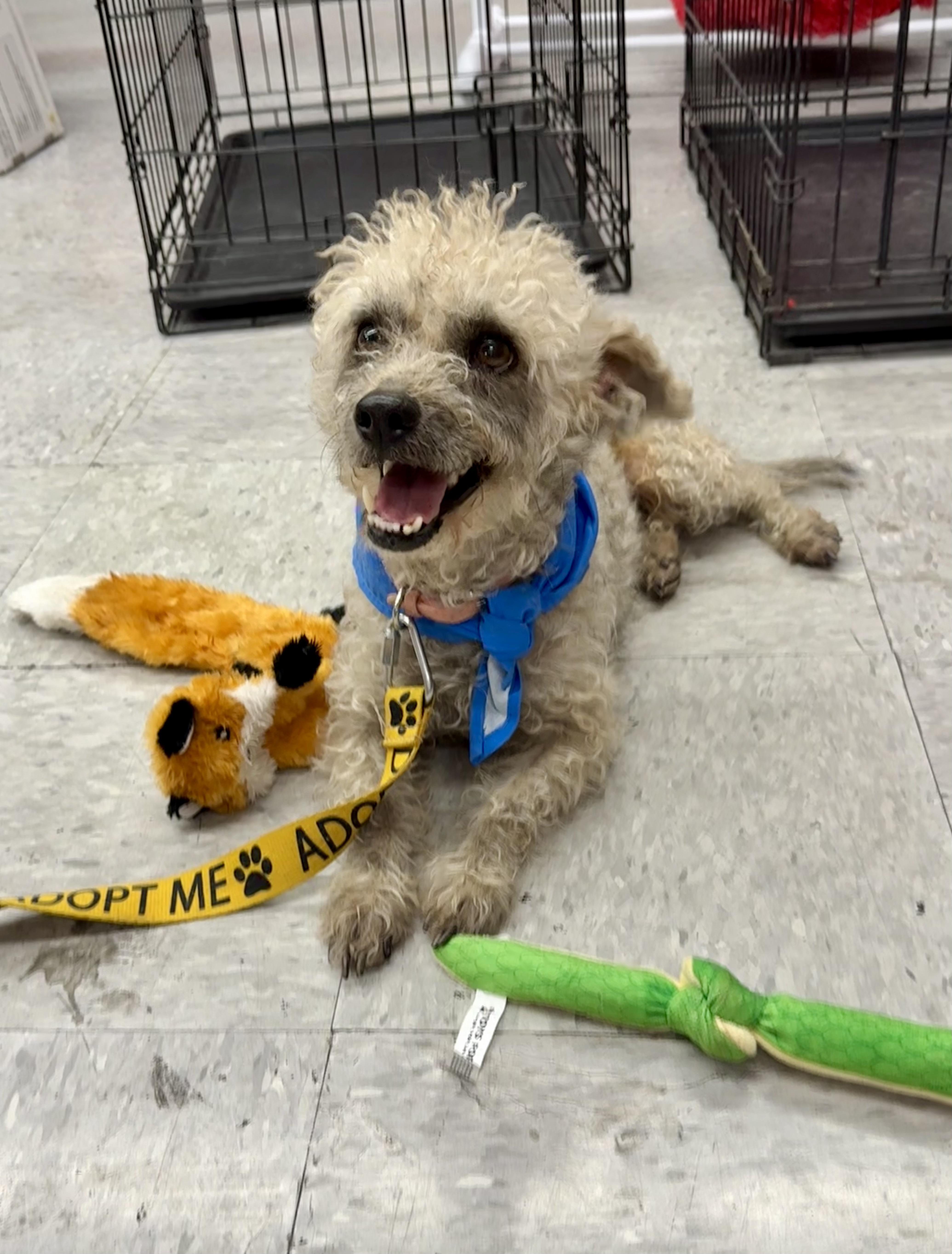 Enlarge Max, a Adoptable mixed breed in Tucson, AZ image 5/6