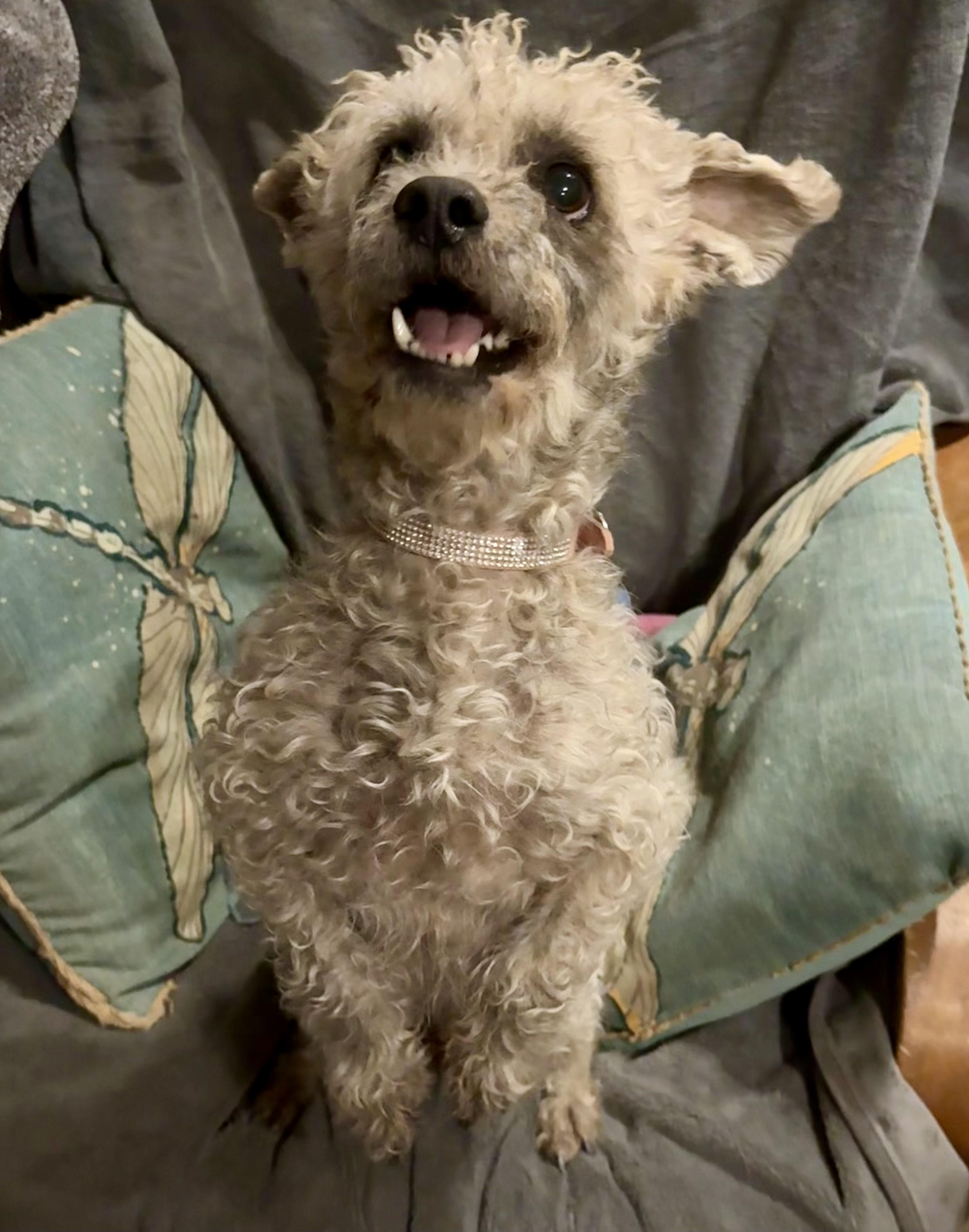 Enlarge Max, a Adoptable mixed breed in Tucson, AZ image 6/6