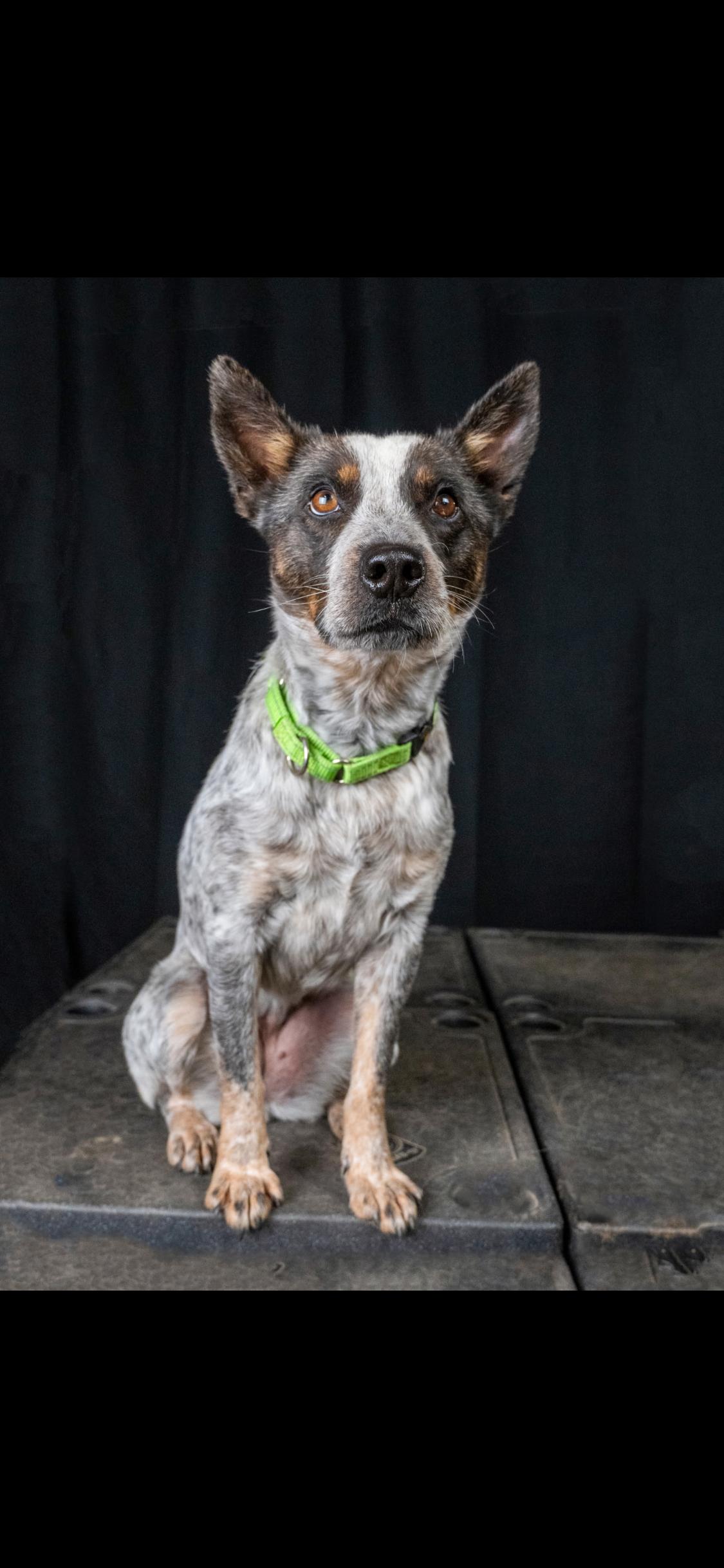 Enlarge Bluey, a ADOPTABLE Australian Cattle Dog / Blue Heeler in Centerville, TN image 3/3