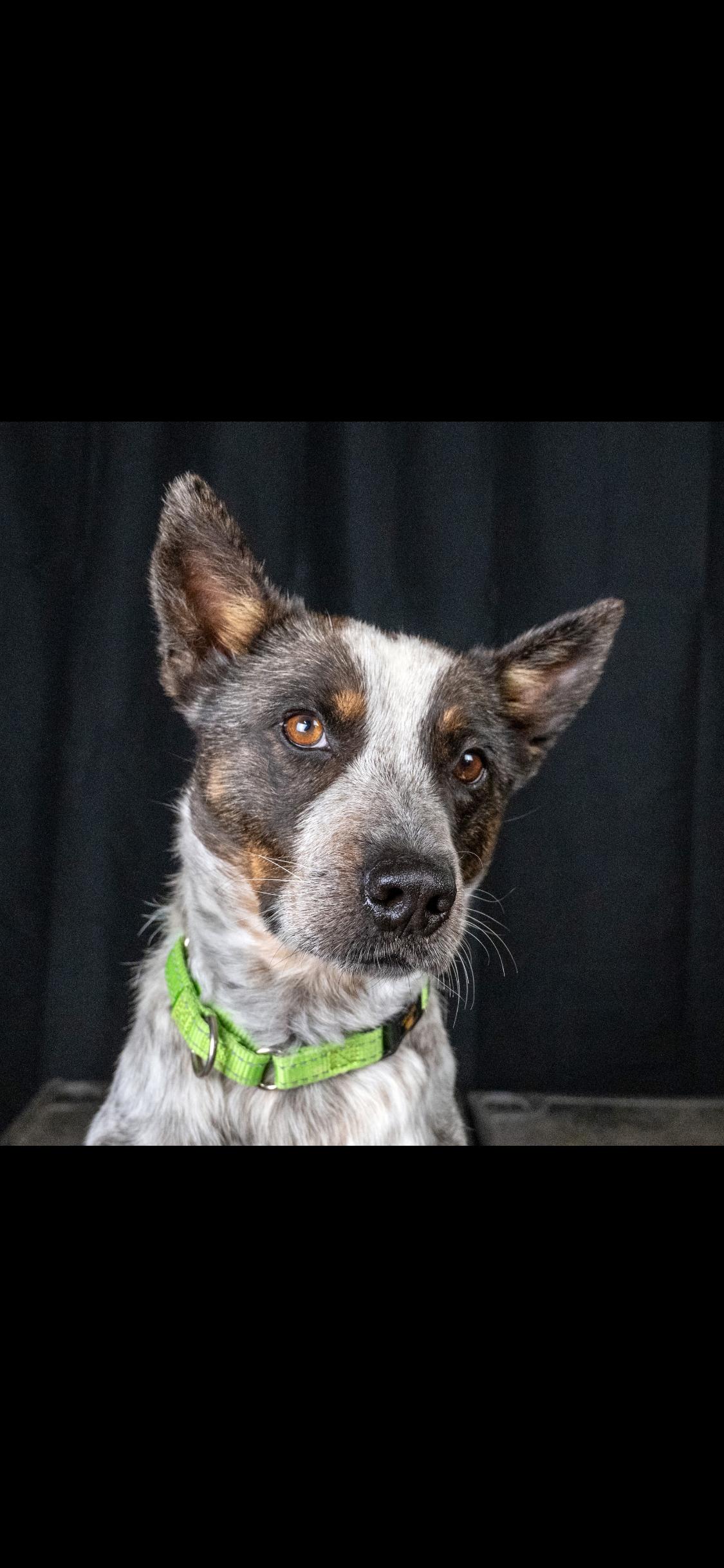 Enlarge Bluey, a ADOPTABLE Australian Cattle Dog / Blue Heeler in Centerville, TN image 1/3