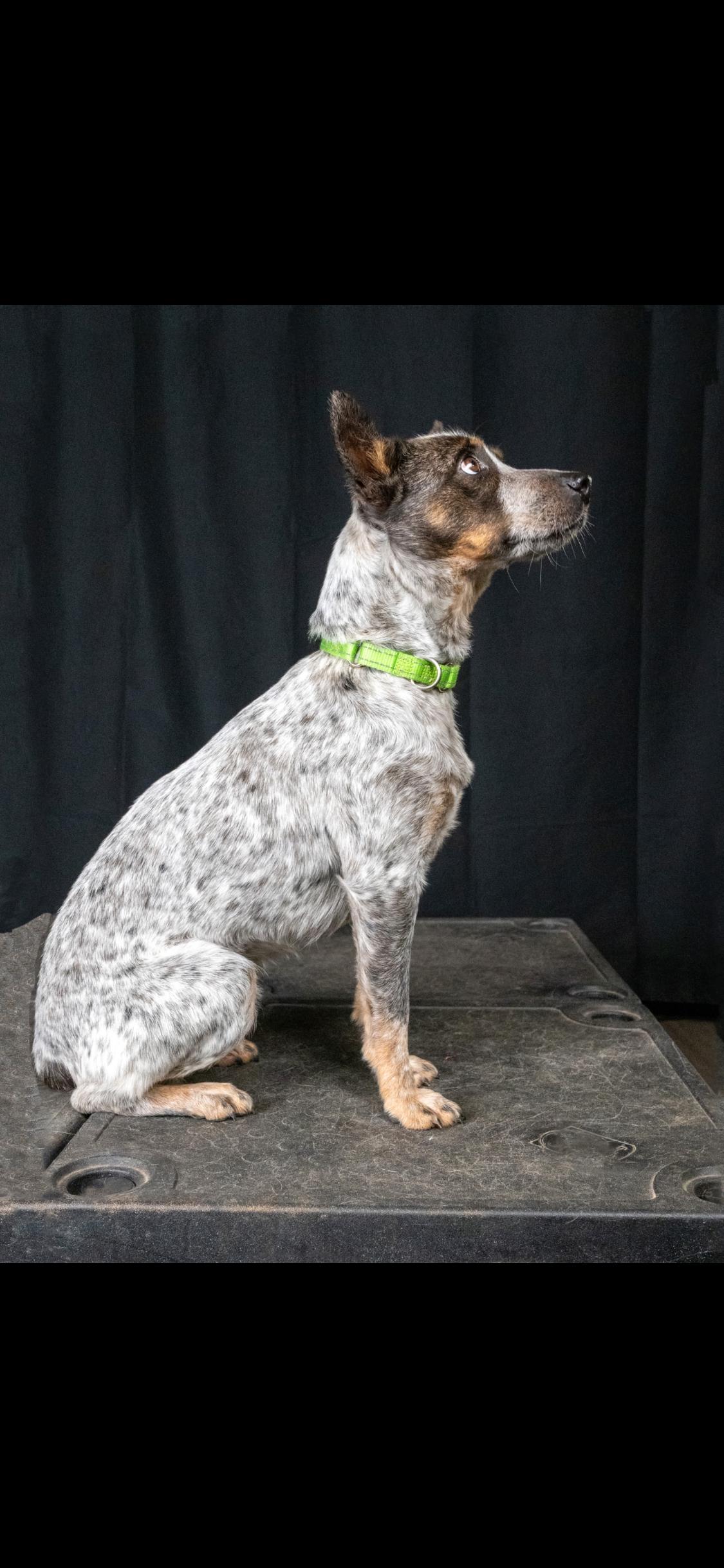 Enlarge Bluey, a ADOPTABLE Australian Cattle Dog / Blue Heeler in Centerville, TN image 2/3