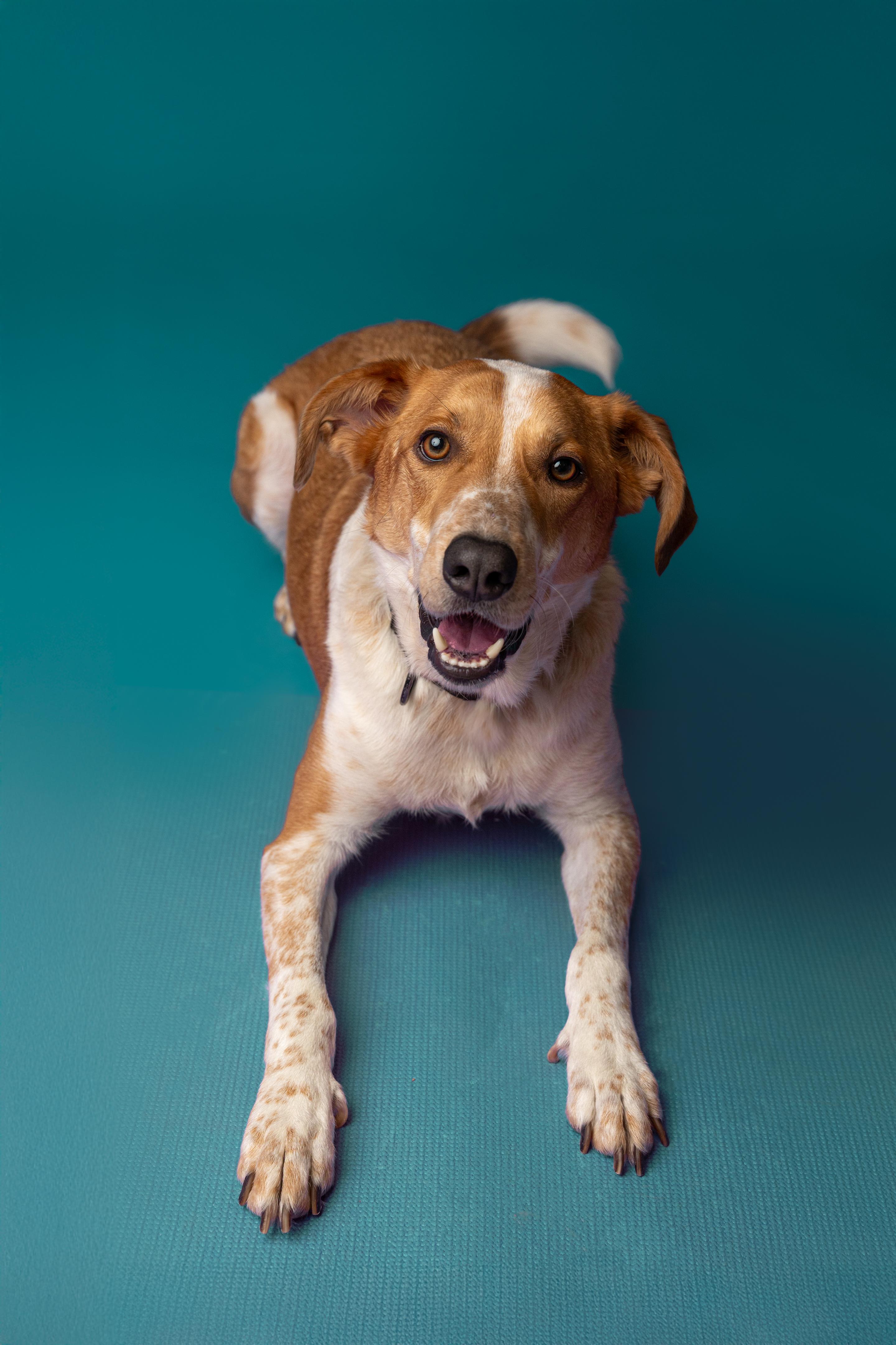 Dexter, a Adoptable mixed breed in Mississauga, ON image 5/5